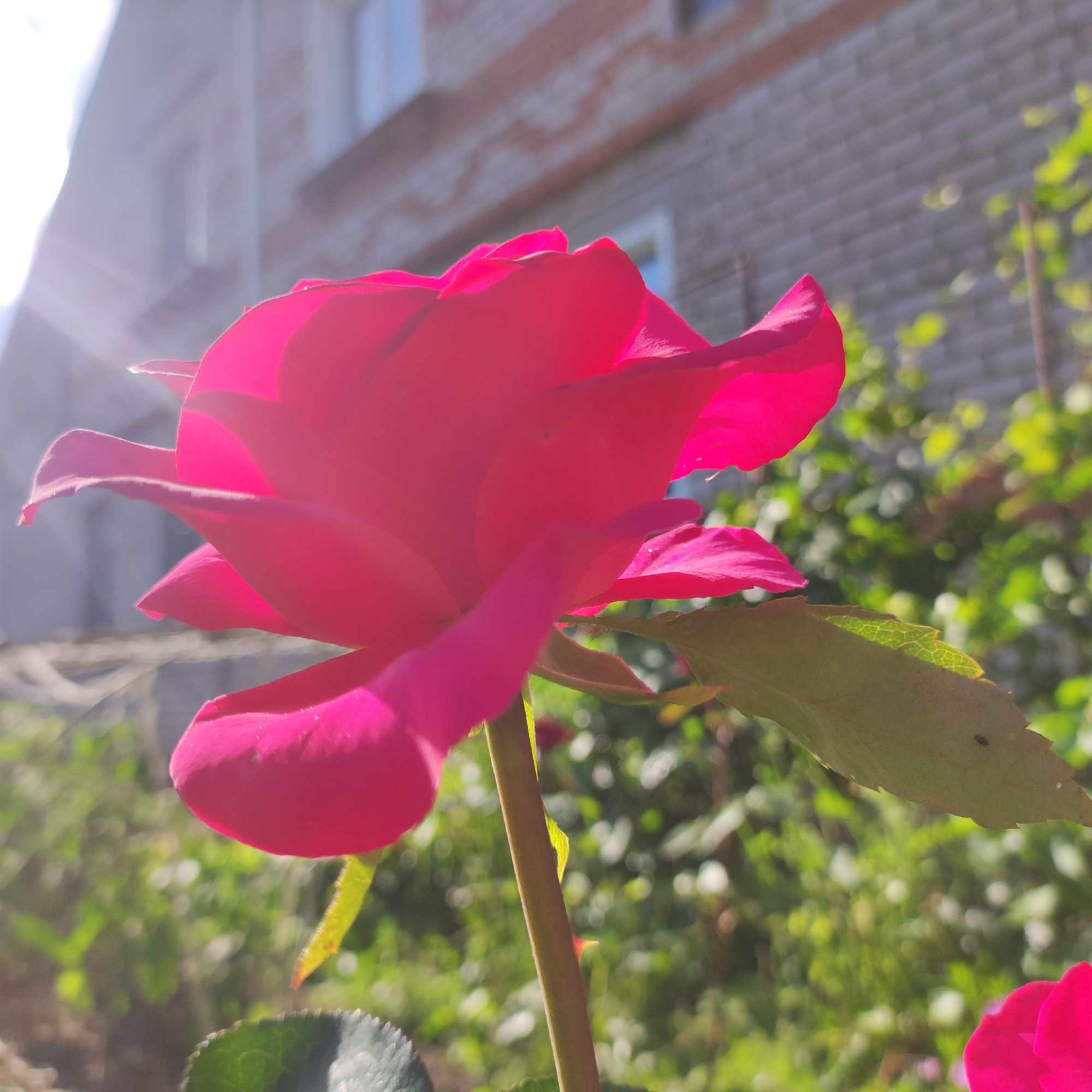 An extreme close-up, low-angle shot captures a vibrant pink rose in bloom, its petals unfurling towards the upper left. Sunlight streams in from the left, creating lens flare and highlighting the translucent edges of the petals. The rose is the primary subject, with its stem visible extending downwards. In the background, out of focus, is a building constructed of light-colored bricks, likely a multi-story structure, with windows visible. Lush green foliage and garden plants surround the base of the rose, also blurred by the shallow depth of field. The scene appears to be an outdoor setting, possibly a garden or yard area of a residential building in Navoloki, Russia, given the architectural style of the building and the type of vegetation.