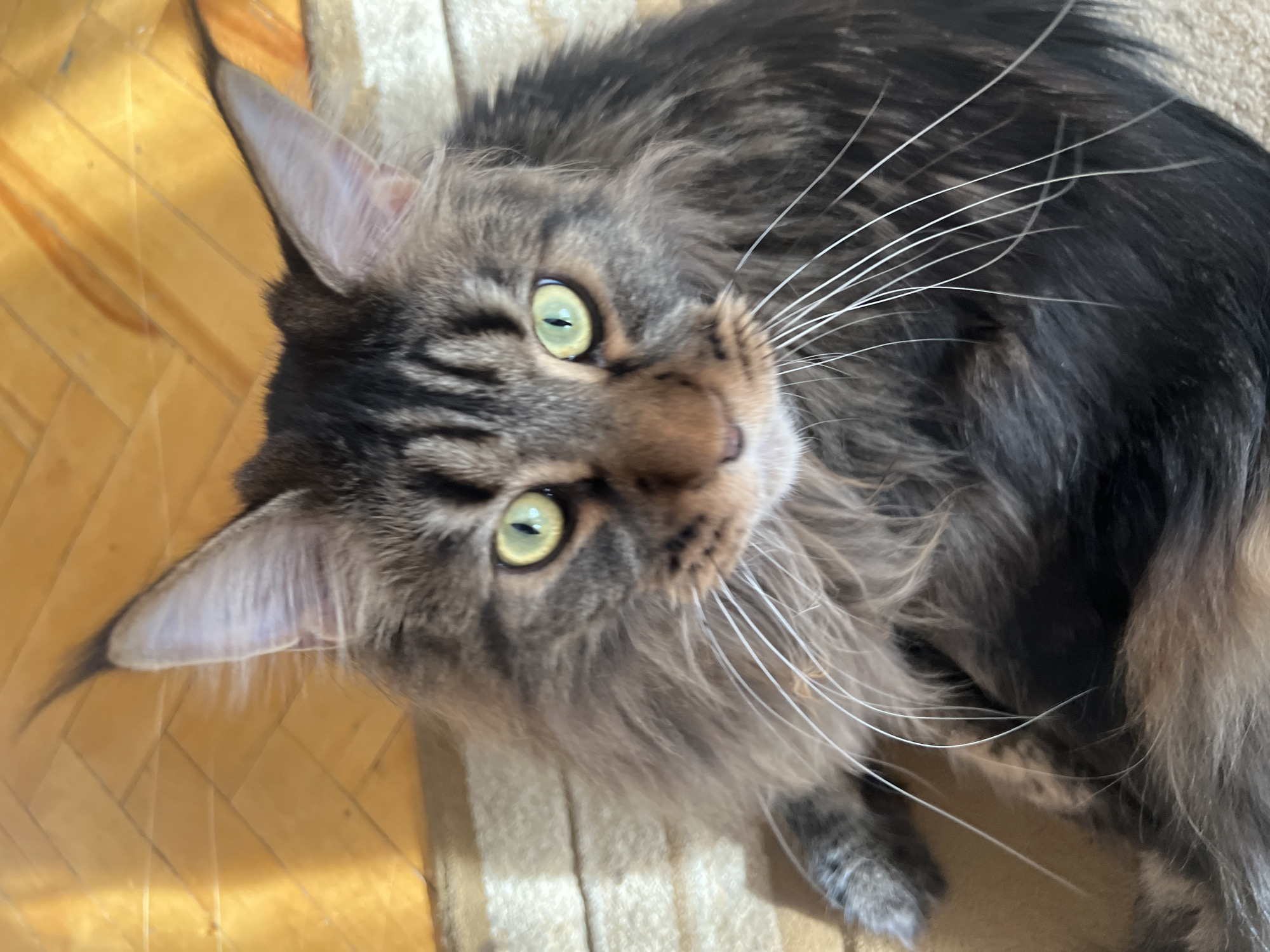 A close-up, high-angle shot features a large, long-haired cat, likely a Maine Coon, lying indoors. The cat has striking bright green eyes with slit pupils, looking directly upwards with an alert and curious expression. Its fur is a rich brown tabby pattern, showcasing shades of dark brown, black, and lighter reddish-brown, and appears thick and fluffy. Long, prominent white whiskers fan out from its muzzle. Distinctive ear tufts are also visible, characteristic of the Maine Coon breed.
The cat is resting on a light-colored, possibly striped, rug or carpet. To the left, a section of a light wooden floor with a parquet or plank pattern is visible, illuminated by a warm, bright light, suggesting natural daylight entering the room. This light indicates it is daytime, possibly morning or afternoon. The setting appears to be a comfortable domestic environment. There is no visible text in the image. The scene is set in a residence in Markovsky, Russia.