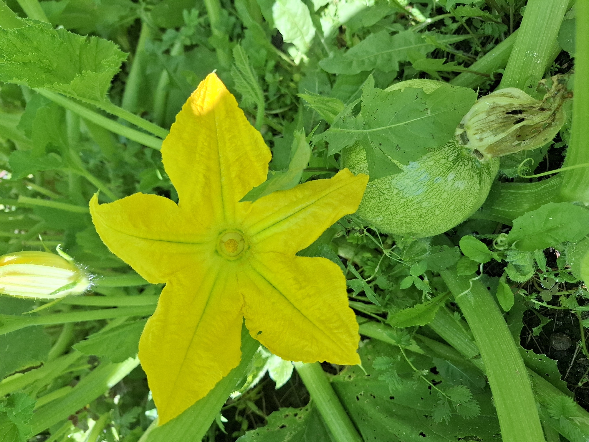 A close-up, high-angle view captures a vibrant yellow squash blossom in full bloom, its five petals spread wide against a backdrop of lush green foliage. The blossom's center features a distinct circular pistil. To the lower right of the flower, a developing green squash is visible, partially obscured by leaves. Its surface displays subtle white reticulated markings. Adjacent to the squash is a dried, withered remnant of a previous blossom. The surrounding environment is filled with the thick, textured stems and large, serrated leaves characteristic of a squash plant. The scene is naturally lit, suggesting an outdoor setting, likely a garden or allotment, common in regions like Tyumen, Russia, where such produce is cultivated. There are no people or animals present.