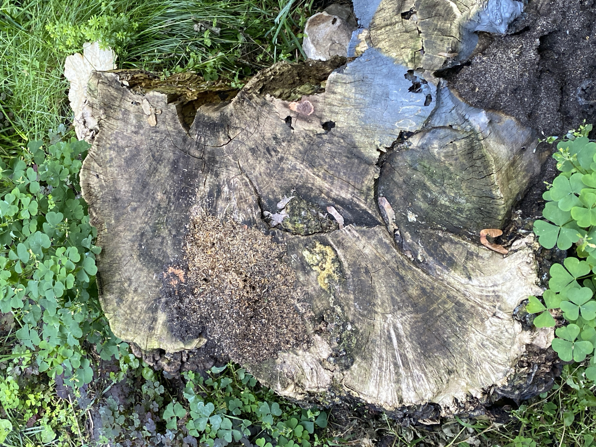 The image shows a close-up, top-down view of a weathered tree stump surrounded by lush green clover and grass. The stump, a large, irregular shape, displays prominent growth rings and cracks, indicating its age. A pile of sawdust or wood shavings is visible on the left side of the stump. Small, light-colored fungi or lichen are scattered across the surface of the wood, with a larger, pale, shelf-like fungus emerging from the upper left edge of the stump. The natural lighting suggests it might be daytime, with the shadows not being harsh. The setting appears to be outdoors, likely in a park, forest, or garden, given the surrounding vegetation. No people or specific activities are depicted; the focus is entirely on the natural elements of the decaying stump and its environment. There is no visible text in the image. The location context indicates Novaya Usman', Russia, implying a temperate climate.