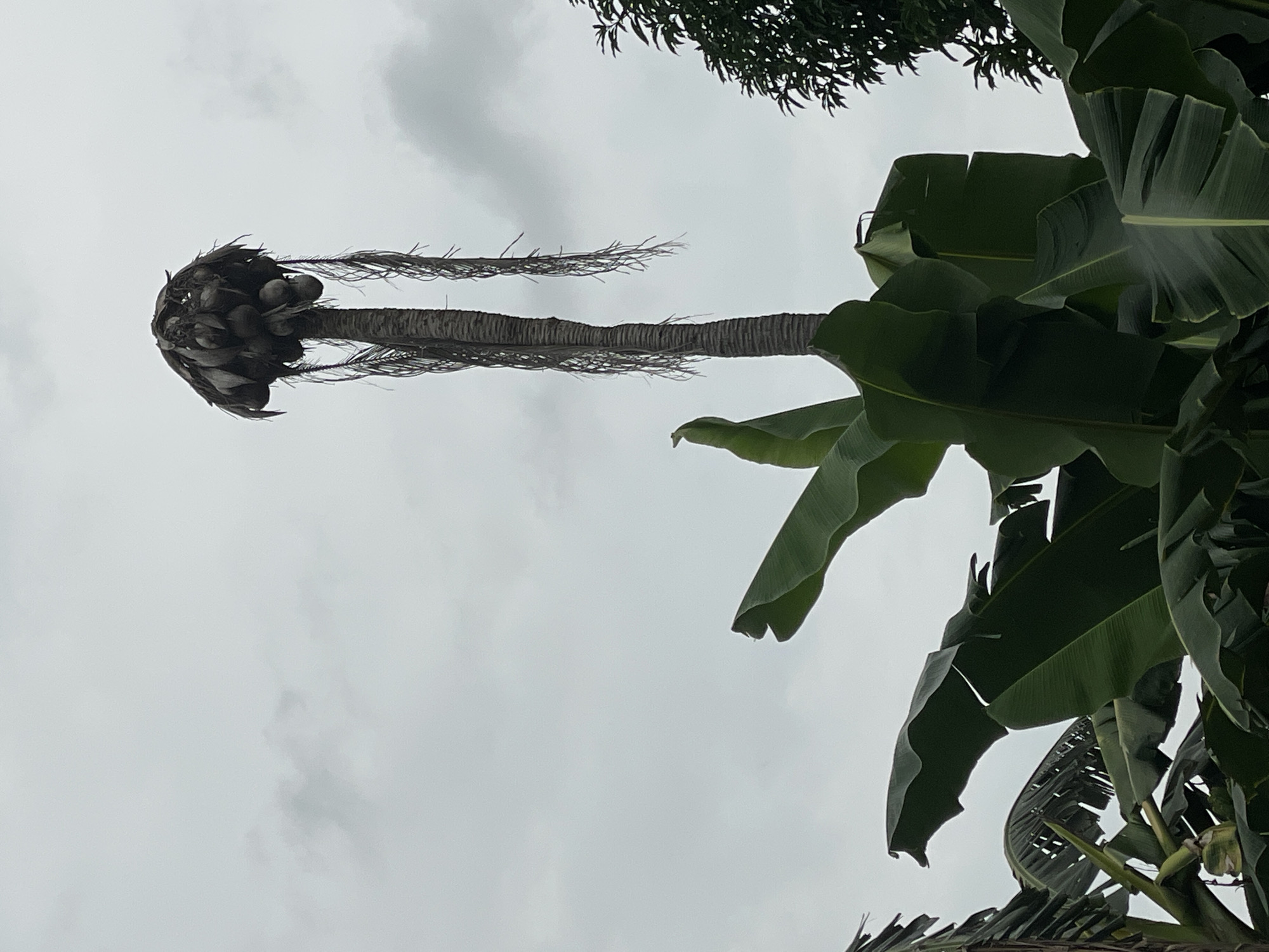 The image displays a tropical landscape dominated by a tall, slender palm tree, likely a coconut tree, against an overcast sky. The palm tree's trunk is mostly bare, with stringy, dark remnants of fronds hanging downwards from its upper section. A cluster of dark coconuts and more fragmented frond material forms the crown of the tree.
To the right of the palm tree, a dense grouping of large, broad, dark green leaves, characteristic of banana or plantain plants, occupies a significant portion of the frame. These leaves exhibit some natural wear and tear. In the upper part of the image, above and slightly behind the main palm tree, a darker mass of smaller-leafed foliage from another tree is partially visible.
The sky is a uniform, light gray, completely covered by clouds with some subtle variations in shade and texture, suggesting an overcast day. No direct sunlight is visible. The scene is static, with no activity or people present. The tropical vegetation, including the coconut and banana plants, aligns with the provided location context of Davao City, Philippines. There is no visible text.