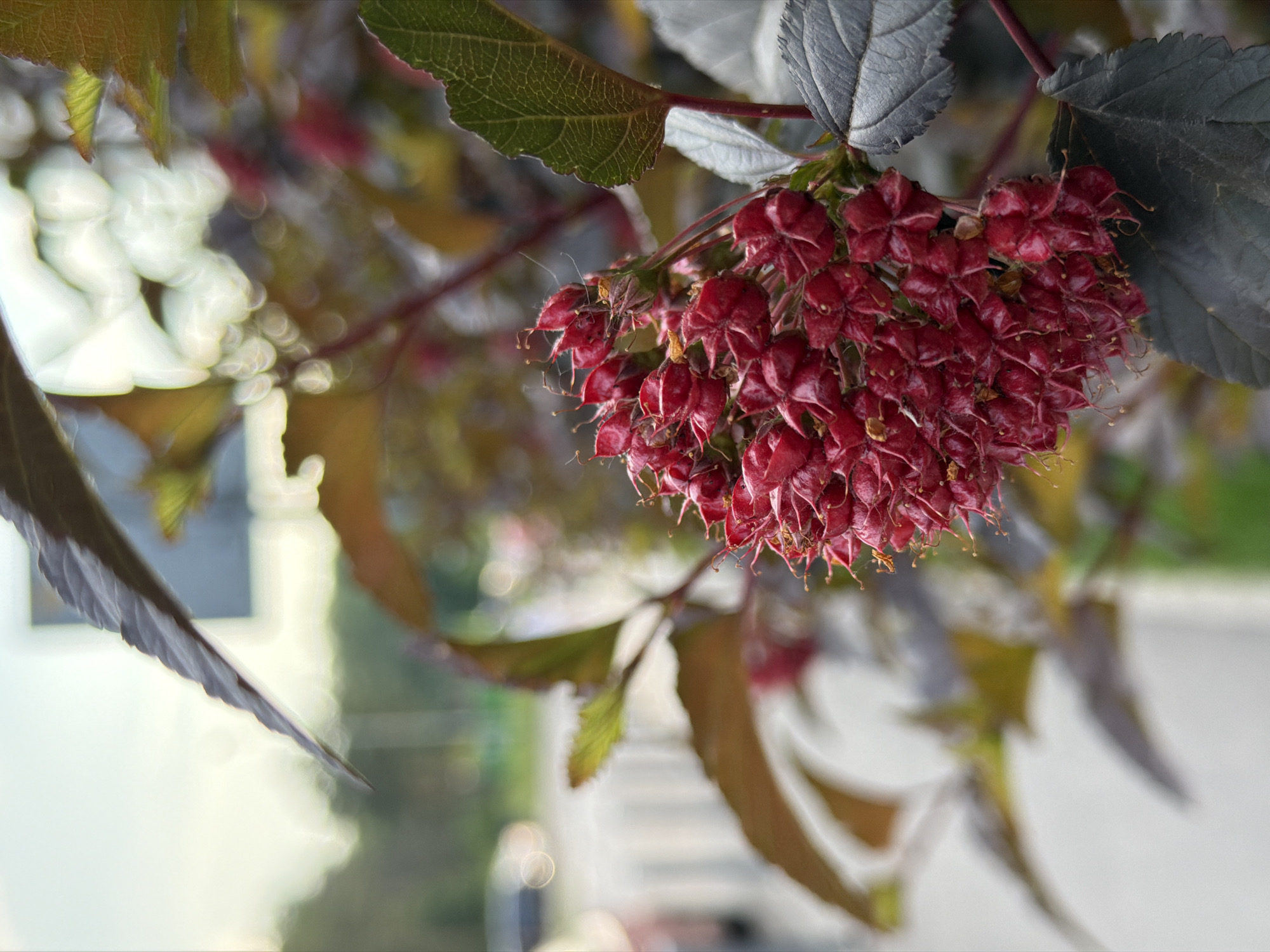 The image shows a close-up of a cluster of small, red, star-shaped seed pods on a plant with dark leaves. The seed pods are clustered together and appear to be dry. The background is blurred, showing hints of green foliage, a light-colored street or sidewalk, and some out-of-focus lights that suggest an urban environment with possibly passing traffic. The lighting is soft, and the overall impression is of a natural element within a city setting. The exact location within the city is unknown.