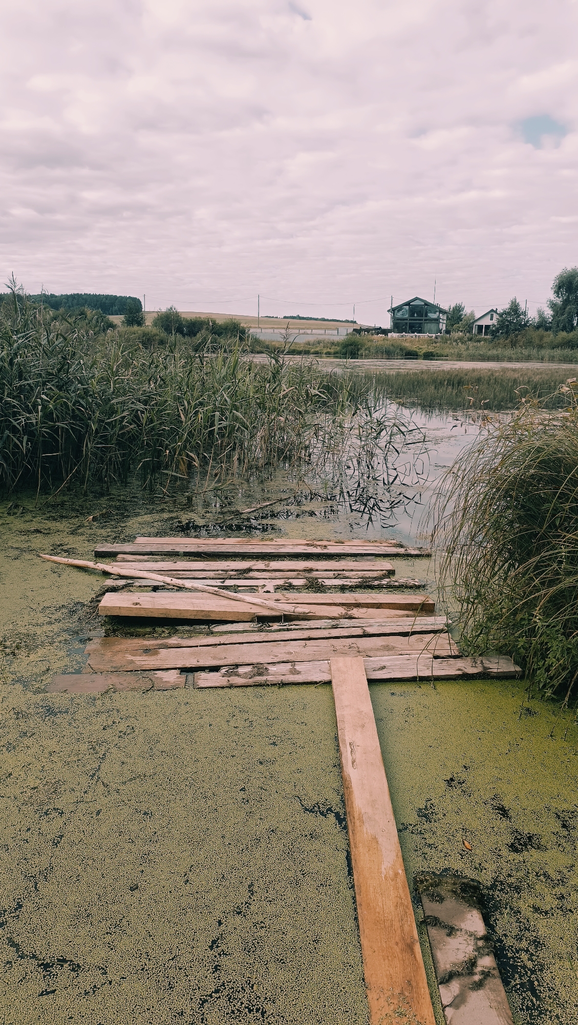 A rustic wooden boardwalk extends into a murky pond covered with green duckweed. Reeds and tall grass line the pond's edge. In the background, a modern house with large windows and a white building are visible amidst a rural landscape under a cloudy sky. The image captures a serene, natural setting with a touch of human habitation.