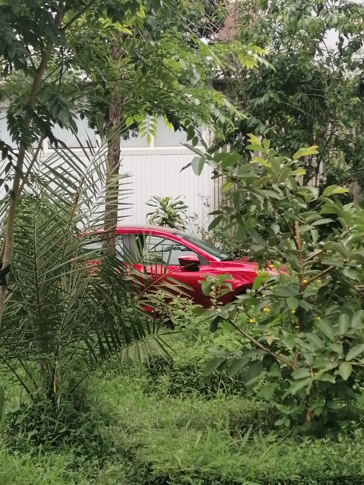 The image shows a bright red car partially obscured by dense foliage and trees. The car appears to be parked on a slightly uneven surface, surrounded by lush green grass and various types of plants, including what looks like palm fronds and leafy trees. In the background, a white corrugated wall can be seen, suggesting an outdoor setting. The overall impression is one of a car hidden amongst nature, possibly in a garden or a less maintained area within a property. The lighting suggests it is daytime, with diffused light filtering through the leaves. There are no people visible in the image. The location in Da Lat, Vietnam, is not explicitly evident from the image itself, but the description implies a tropical or subtropical environment with abundant plant life.