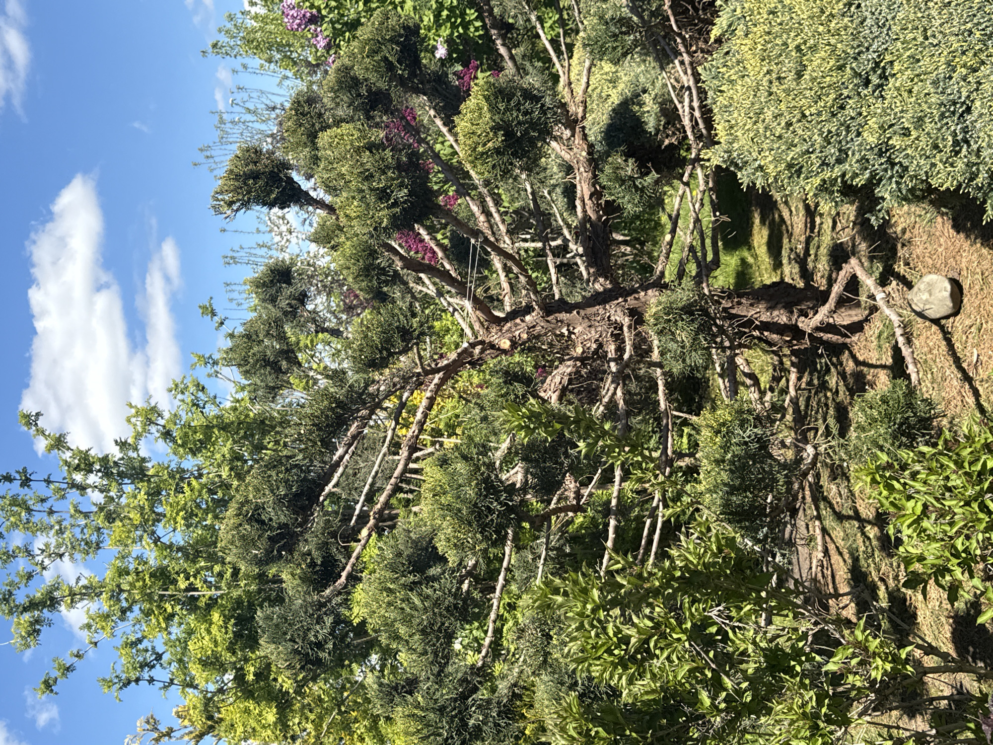 The image captures an outdoor garden or natural scene in Pervorechenskoye, Russia, under clear, sunny conditions. The main subject is a large, mature tree that has been extensively pruned, featuring numerous gnarled, intertwining branches that support distinct, rounded clusters of dense, dark green foliage, reminiscent of a cloud-pruned or topiary style. This prominent tree occupies the central and right sections of the frame.
In the background, a bright blue sky with scattered white cumulus clouds is visible. Lush green trees and shrubs, including some bearing vibrant purple flowers, likely lilacs, are seen behind and intermingled with the main tree's branches. The ground beneath the trees is covered with a mix of dry, brownish vegetation and patches of green grass. Strong, defined shadows are cast across the ground, indicating bright daylight. A single, smooth, light grey rock rests on the ground in the lower right corner. There are no people or visible text in the image.