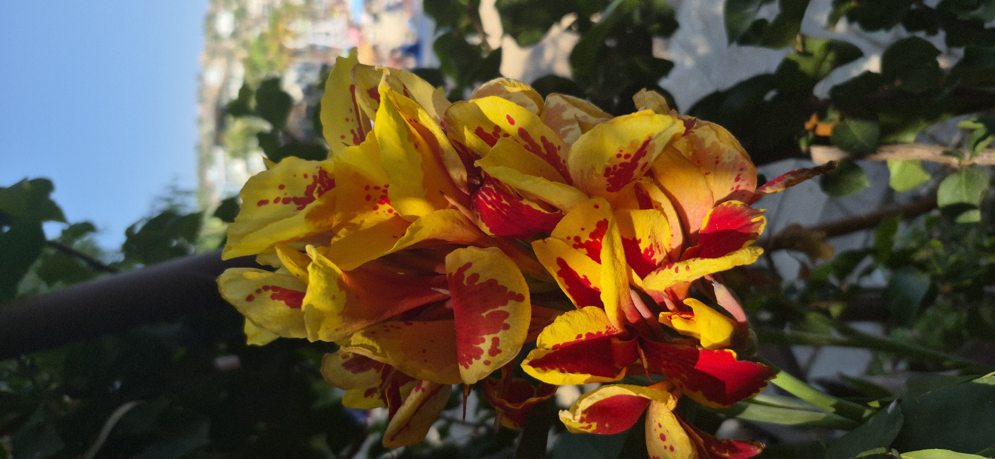 A close-up, vertical shot captures a cluster of bright yellow and red flowers, likely Canna lilies, in the foreground. The petals are speckled with vibrant red, creating a striking contrast against the yellow. The flowers are in bloom, with some petals unfurling and others tightly closed. Behind the flowers, dark green foliage creates a shadowy backdrop. Further in the background, a blurred panorama of a coastal city unfolds under a clear blue sky. Buildings are visible on a hillside, and a hint of a beach or water area can be seen, suggesting a sunny day in a Mediterranean setting. The overall impression is one of natural beauty set against a vibrant urban and coastal landscape, indicative of Saranda, Albania. There are no people or specific actions depicted.