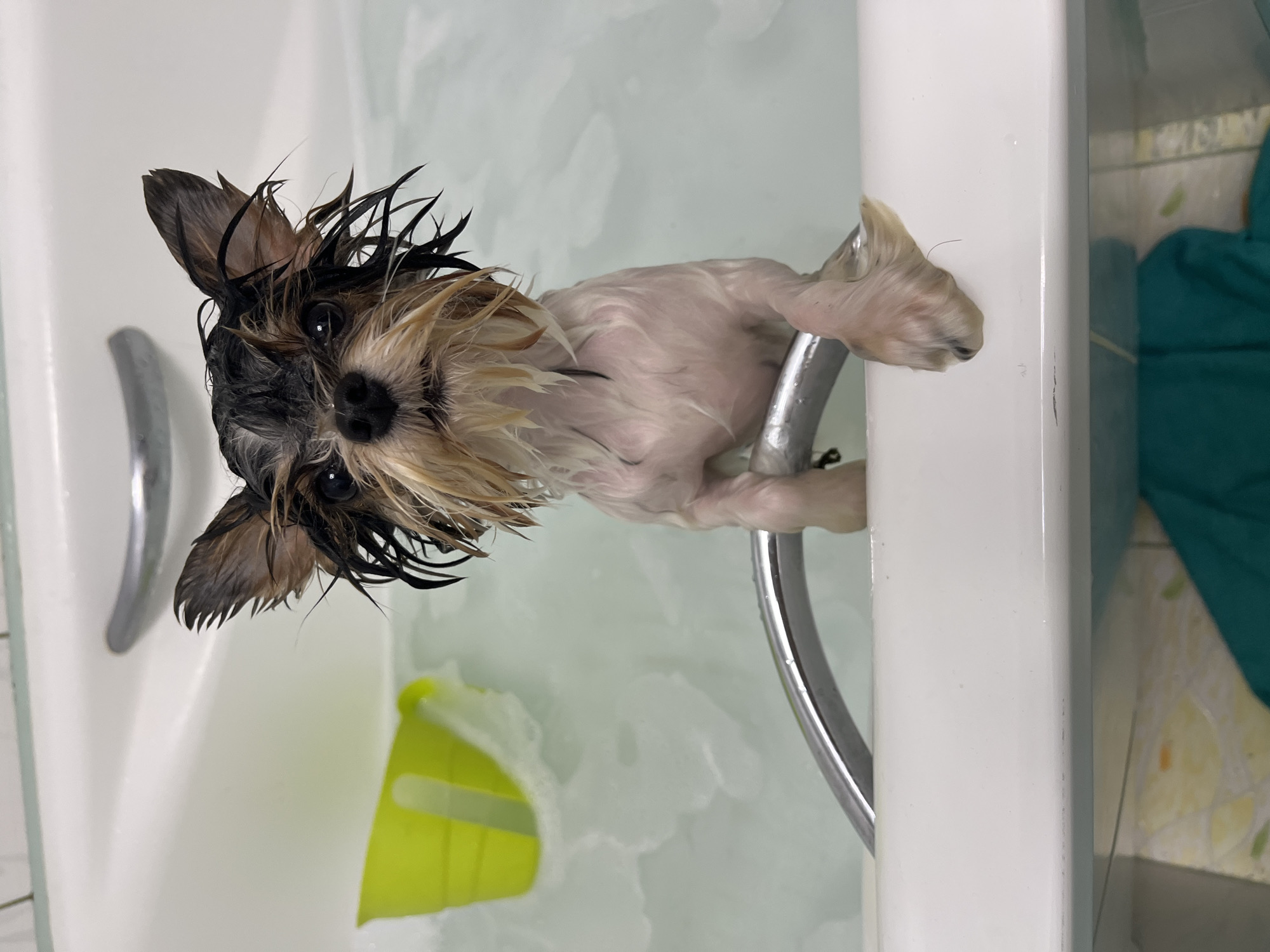 A wet Yorkshire Terrier is being bathed in a bathtub. The dog is leaning over the edge of the tub, gripping the chrome faucet with its front paws. Its fur is slicked back, and its eyes are wide. The bathtub is filled with bubbly water, and a bright yellow watering can is visible in the background. The image was taken in Sochi, Russia.