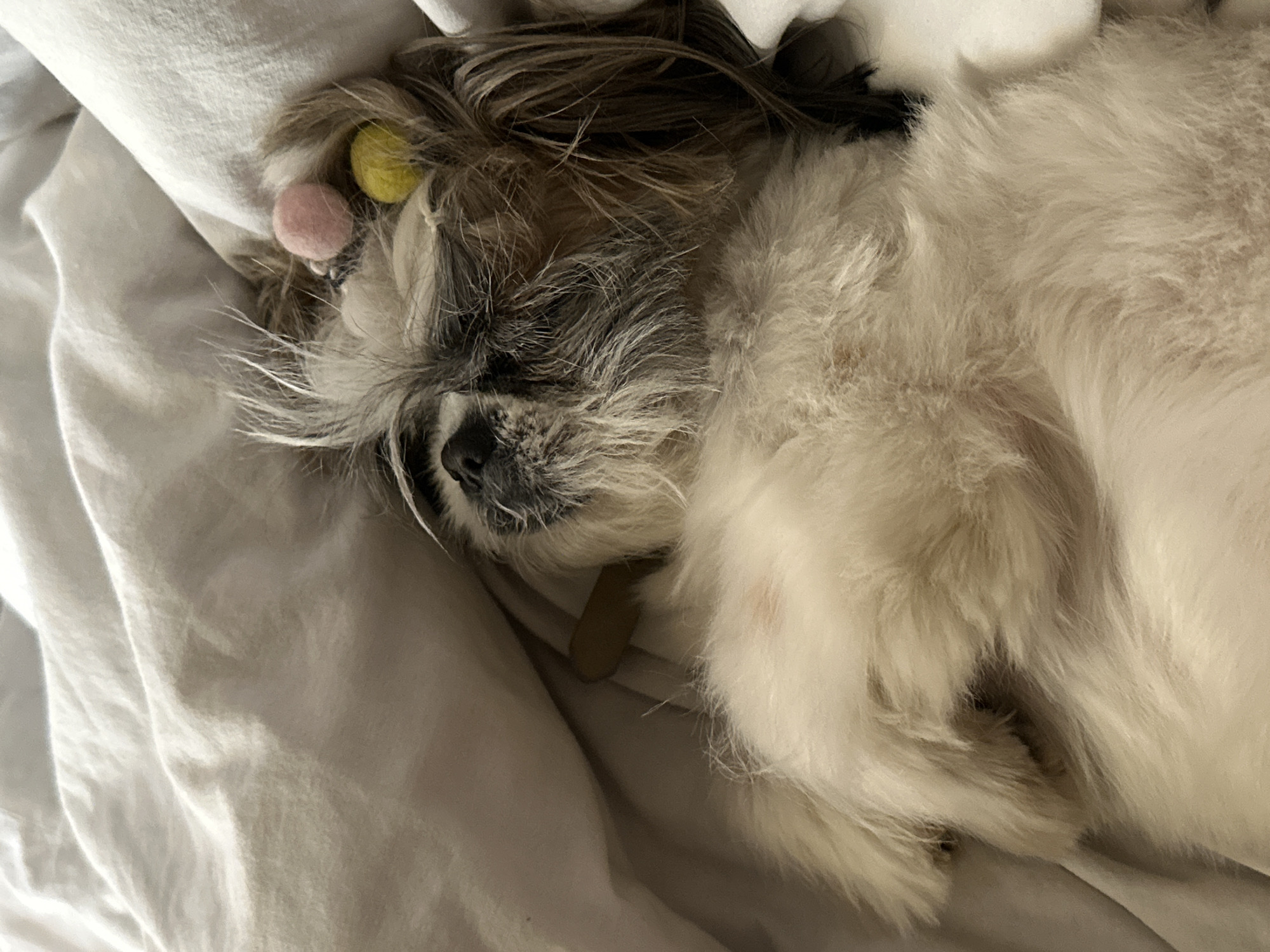 A fluffy, small dog lies on a crumpled white sheet. The dog is light-colored with a dark muzzle. Its eyes are closed, suggesting it is sleeping. The dog has a pink and yellow ball accessory in its hair. A collar is visible around its neck. The background consists of the white sheet. The location is not discernible from the image.