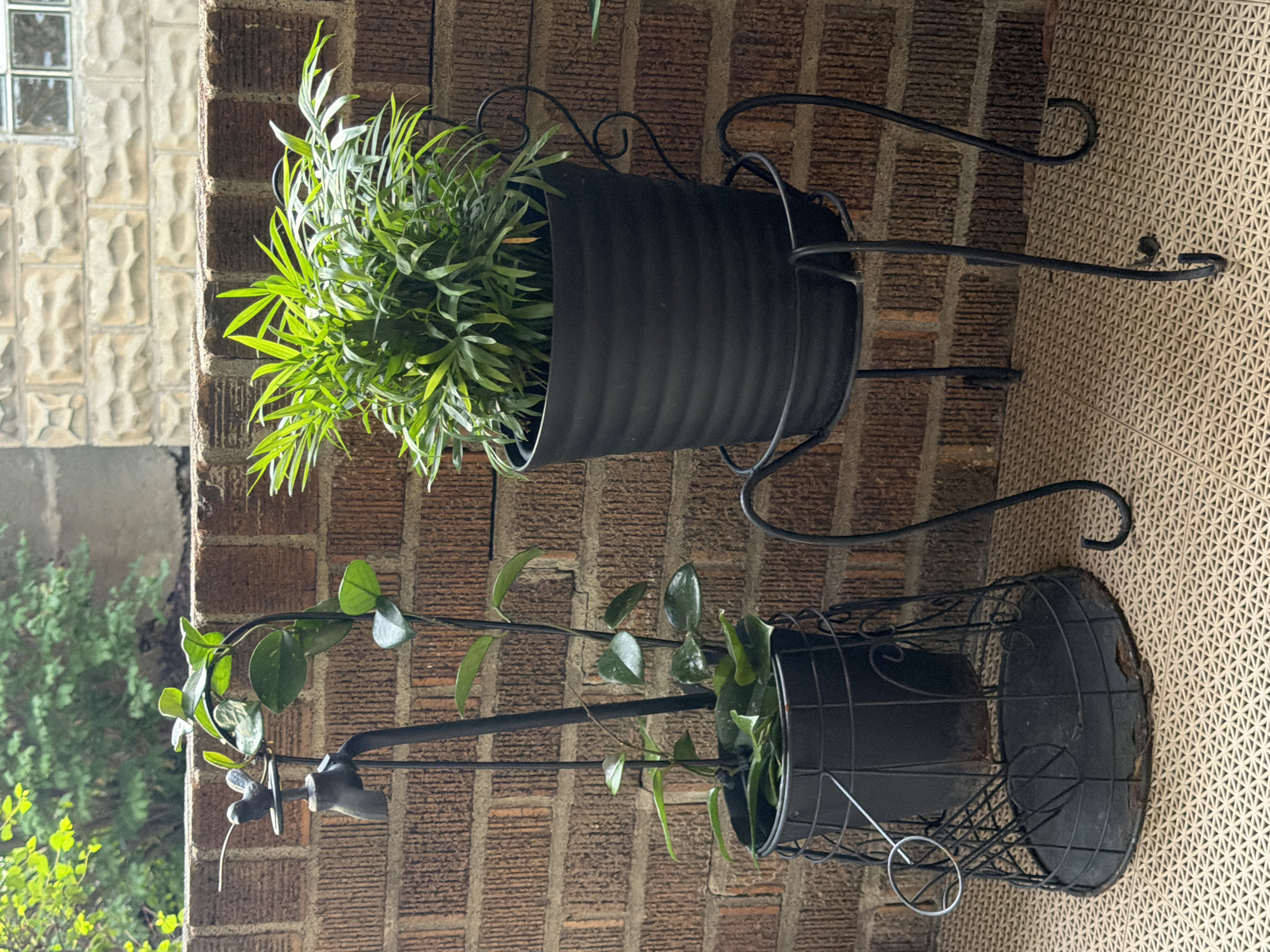 Two potted plants are displayed on a textured, beige outdoor floor in front of a brick wall. The plant on the left is in a black metal wire basket, with a black pot inside. It features a thin, dark vertical stem with multiple oval-shaped, green leaves. A decorative metal piece resembling a faucet with a small bird perched on top is attached to the stem. The plant on the right is in a black ribbed pot, which rests on a black metal stand with curved legs. This plant is bushy with numerous long, narrow, bright green leaves. Behind the plants, the brick wall is visible, and a section of lighter-colored, textured stonework with small glass windowpanes is present above it. Green foliage from unseen trees is visible in the upper left background. The overall impression is of an outdoor patio or balcony setting.