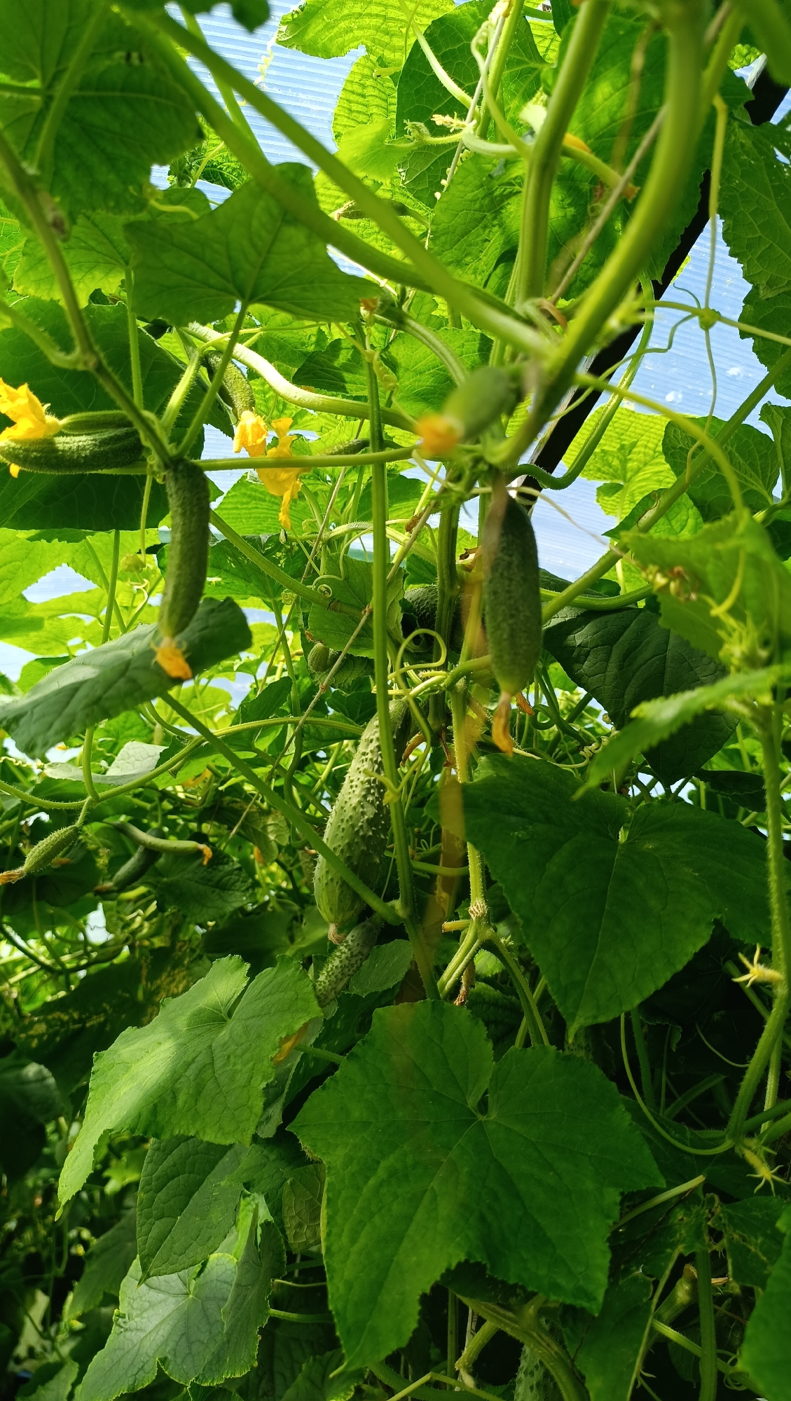 The image shows a close-up view of cucumber plants growing in a greenhouse. Several young cucumbers and yellow flowers are visible among the lush green leaves and vines. The scene is viewed from below, looking upwards towards a blue sky partially obscured by the greenhouse roof structure, which appears to be made of translucent material. There are no people or animals present in the image. The location is not identifiable as Karsha, Russia, or any specific city.