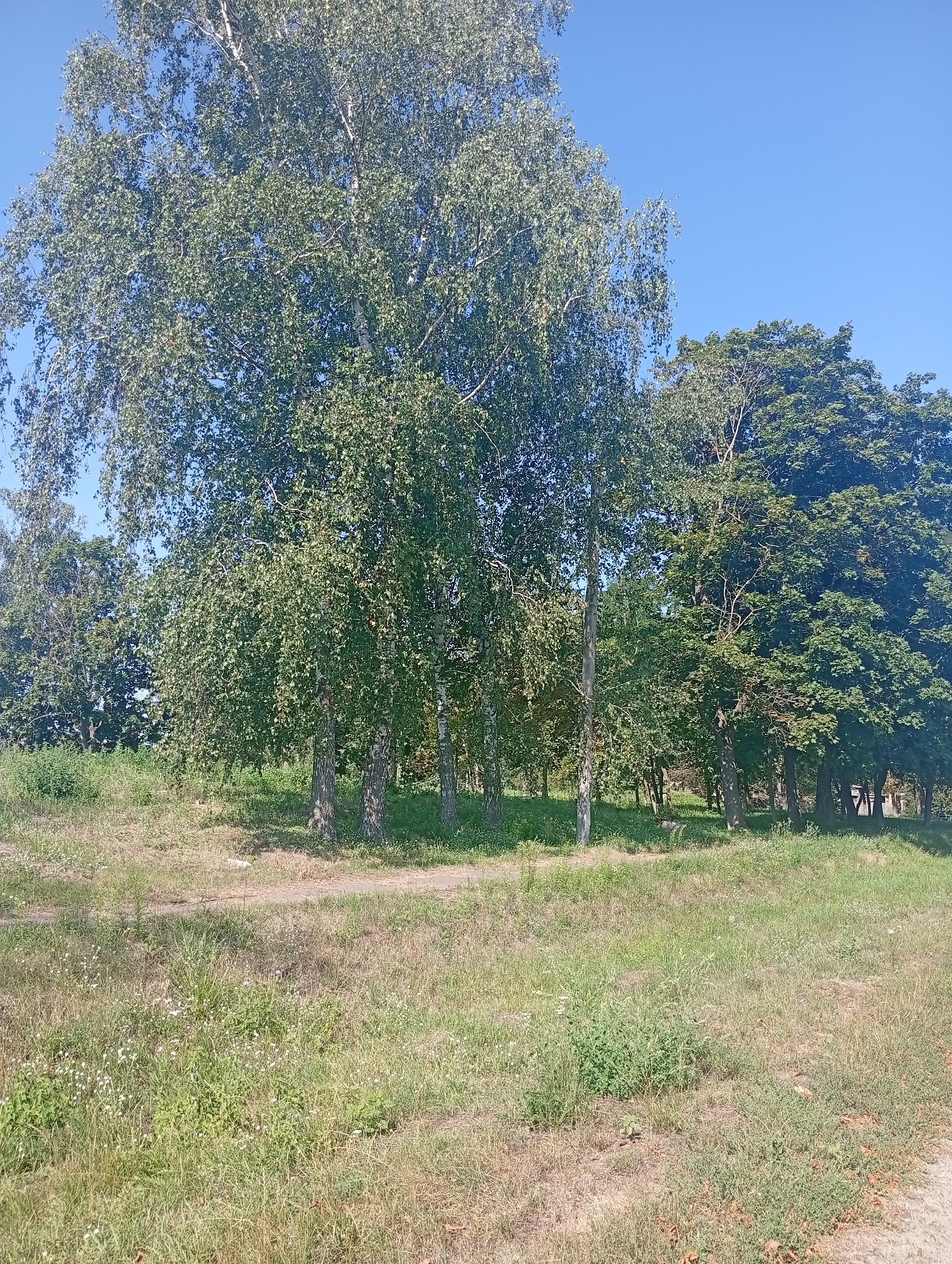 A wide-angle, slightly low-angle shot captures a bright, sunny outdoor scene in Khomutets, Ukraine. In the foreground, a path, partially obscured by dry grass and scattered small white wildflowers, curves from the lower left to the middle right of the frame. The path leads to a gentle incline covered in green grass, interspersed with patches of dry, straw-colored vegetation.

Dominating the middle ground are several tall trees with lush green foliage. In the center, a cluster of birch trees stands out with their characteristic white bark. To the right, a denser group of dark green trees, possibly deciduous, creates a backdrop. The overall impression is of a park or a wooded area on a clear day, with a vibrant blue sky filling the upper portion of the image. No people or animals are visible.