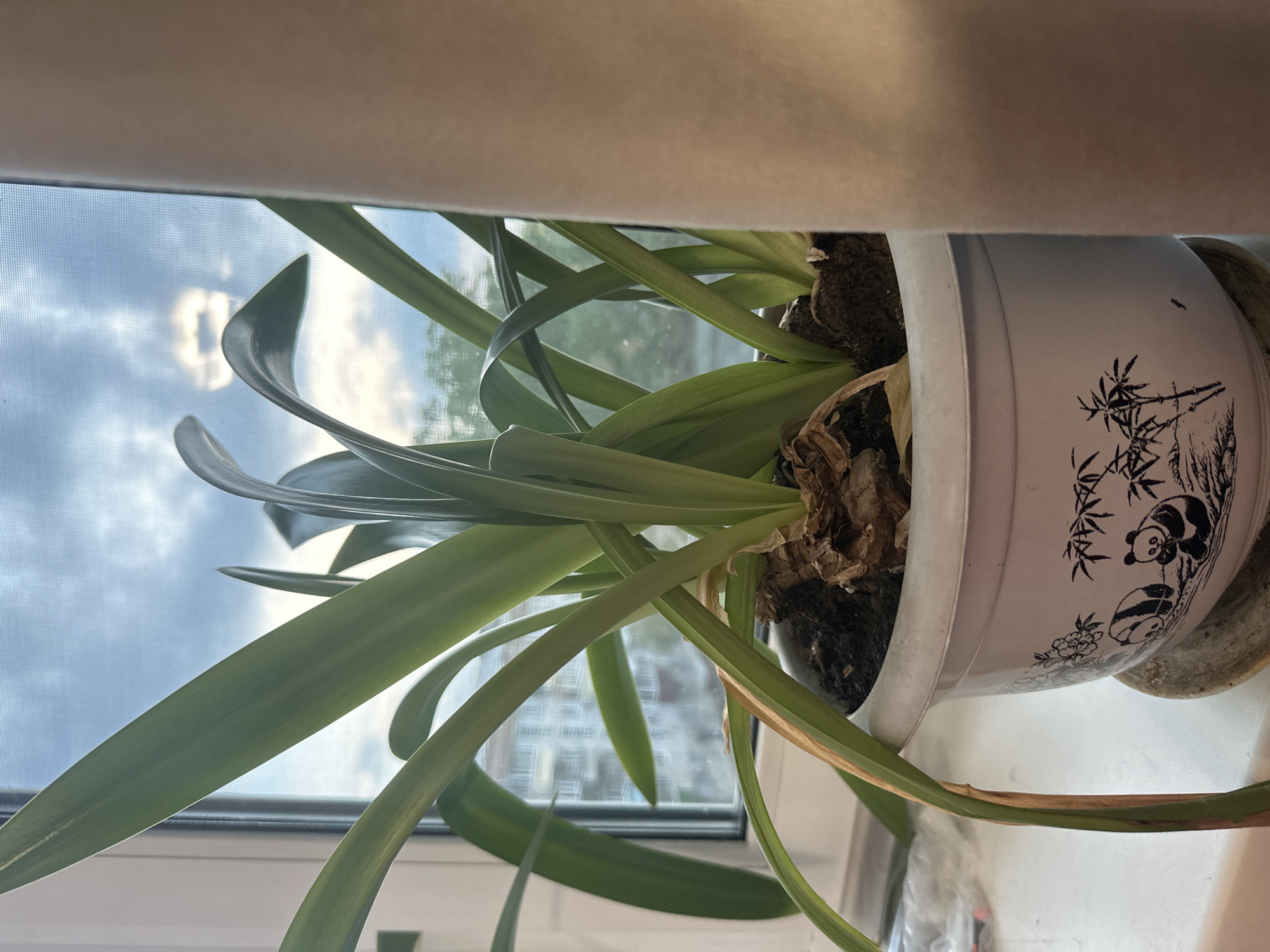 An indoor potted plant with long, green leaves sits on a windowsill in Birobidzhan, Russia. The plant is in a white pot decorated with panda and bamboo motifs. Through the window, a cloudy sky is visible, with hints of buildings and trees in the distance. The overall scene is one of domesticity, with the plant serving as a focal point against the backdrop of an urban environment.