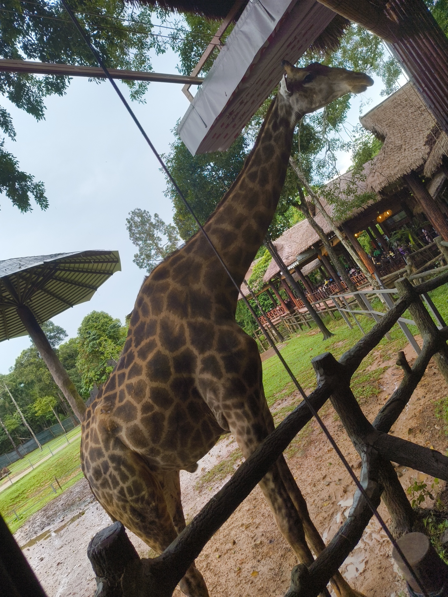 A low-angle, wide shot captures a giraffe in an outdoor enclosure. The giraffe, dominant in the frame, is viewed from its rear hindquarters, with its long neck and head extending upwards and to the right, towards a wooden structure with a thatched roof, which appears to be a restaurant or viewing area. The giraffe's distinctive brown and tan patterned coat is clearly visible. The ground of the enclosure is a mixture of mud and grass. A rustic wooden fence runs diagonally across the foreground, with thick, rough-hewn branches forming its structure. Beyond the fence, more of the thatched-roof structures are visible, with people seated at tables, suggesting a visitor attraction. Lush green trees and foliage surround the enclosure, and the sky is overcast. The scene appears to be at VinWonders Phu Quoc, a theme park located in Phu Quoc, Vietnam, which features various animal exhibits.