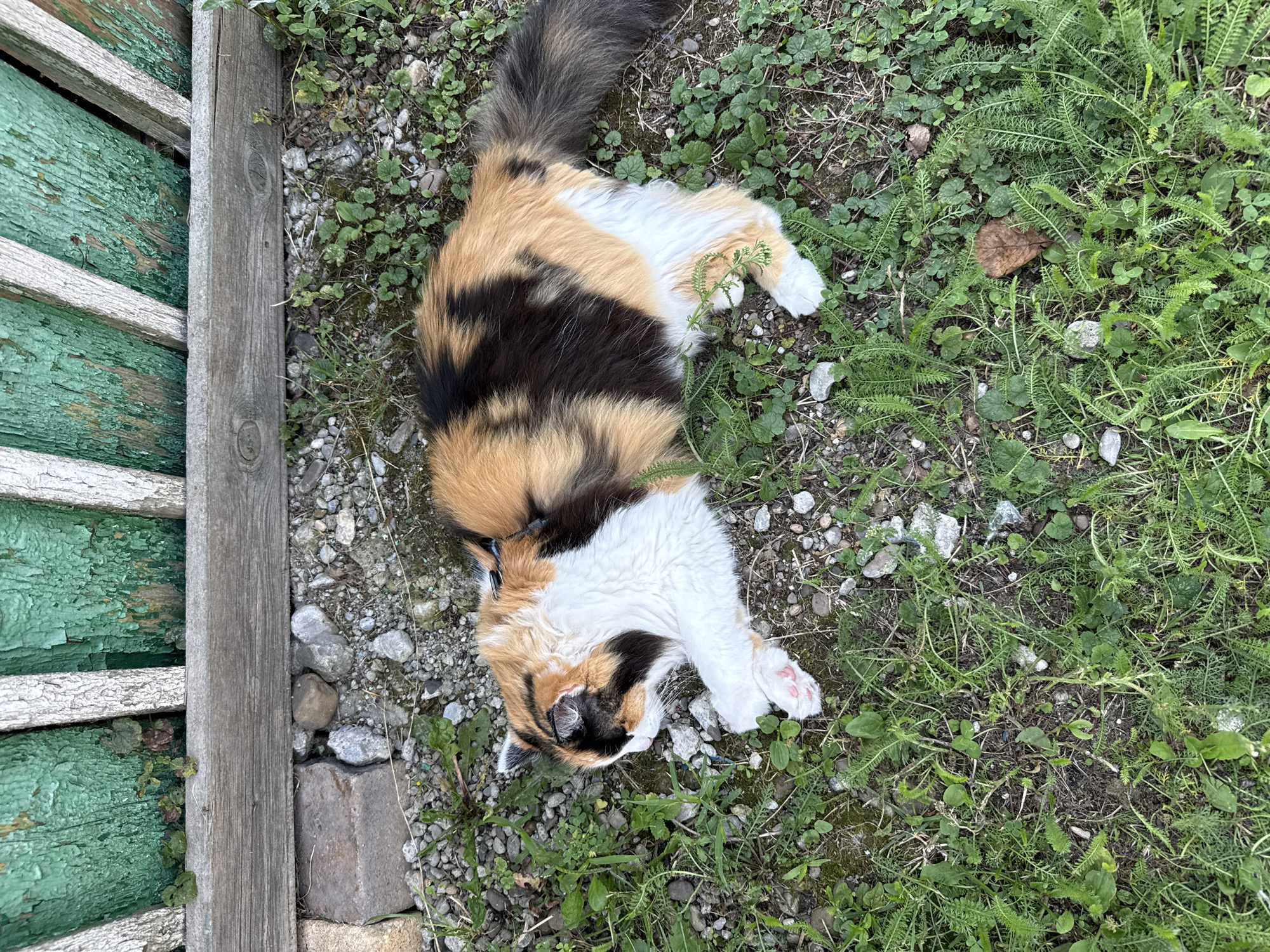 A calico cat with white, orange, and black fur is lying on the ground next to a weathered, green wooden fence. The cat is curled up on its side, with its head resting on its paws. The ground is covered in dirt, gravel, and patches of green grass and weeds. A dark harness is visible on the cat's back. The fence is constructed of vertical wooden planks, some of which are peeling paint. A horizontal wooden beam runs along the base of the fence.