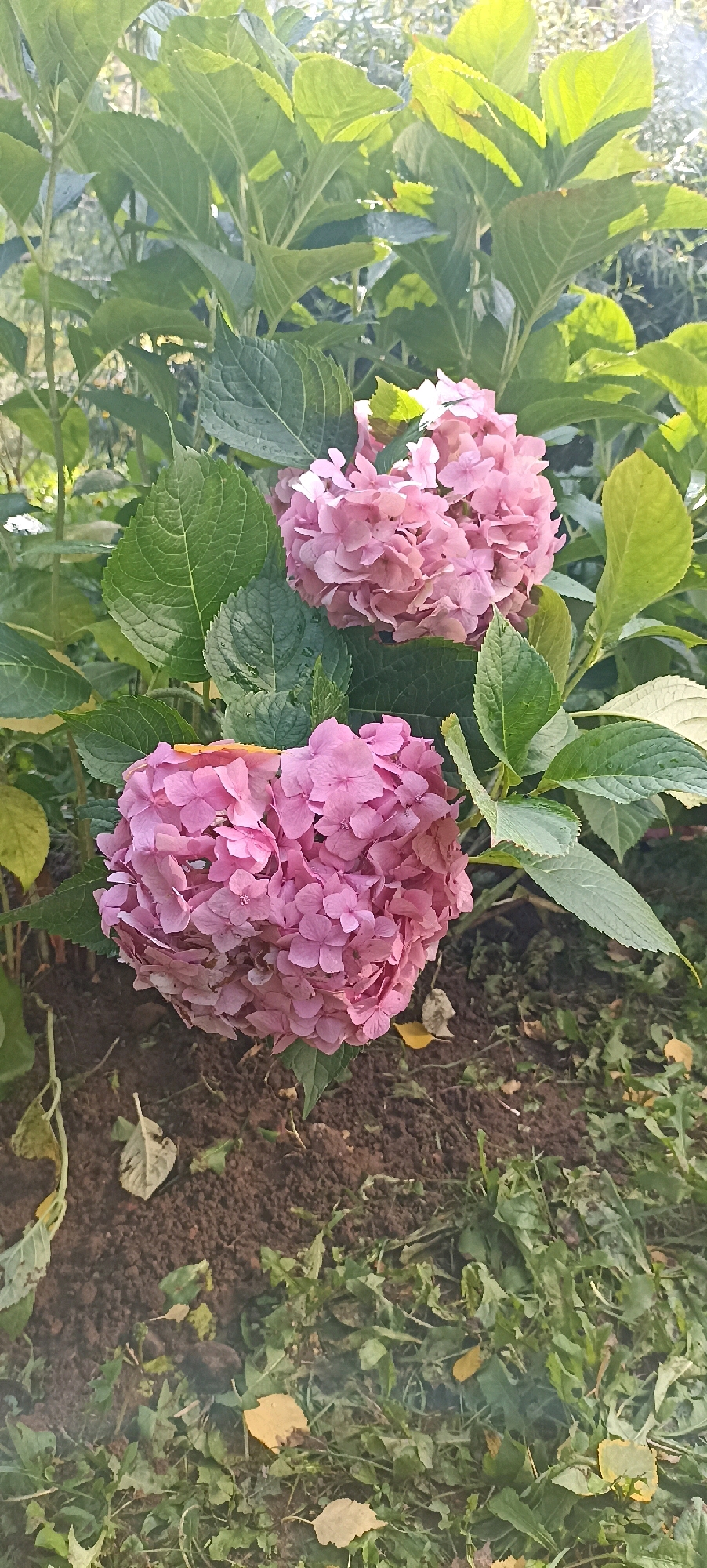 The image depicts a close-up view of two large, pink hydrangea flower clusters set against a backdrop of lush green hydrangea leaves and foliage. The hydrangeas are in full bloom, with numerous small, delicate petals forming spherical shapes. The foreground shows dark soil interspersed with patches of green grass and a few fallen yellow leaves. The lighting suggests it is daytime, with sunlight casting highlights on the leaves and flowers. The scene appears to be an outdoor garden setting. There are no people or animals visible in the image. The background foliage is dense and green, with some areas appearing slightly blurred, indicating a shallow depth of field.