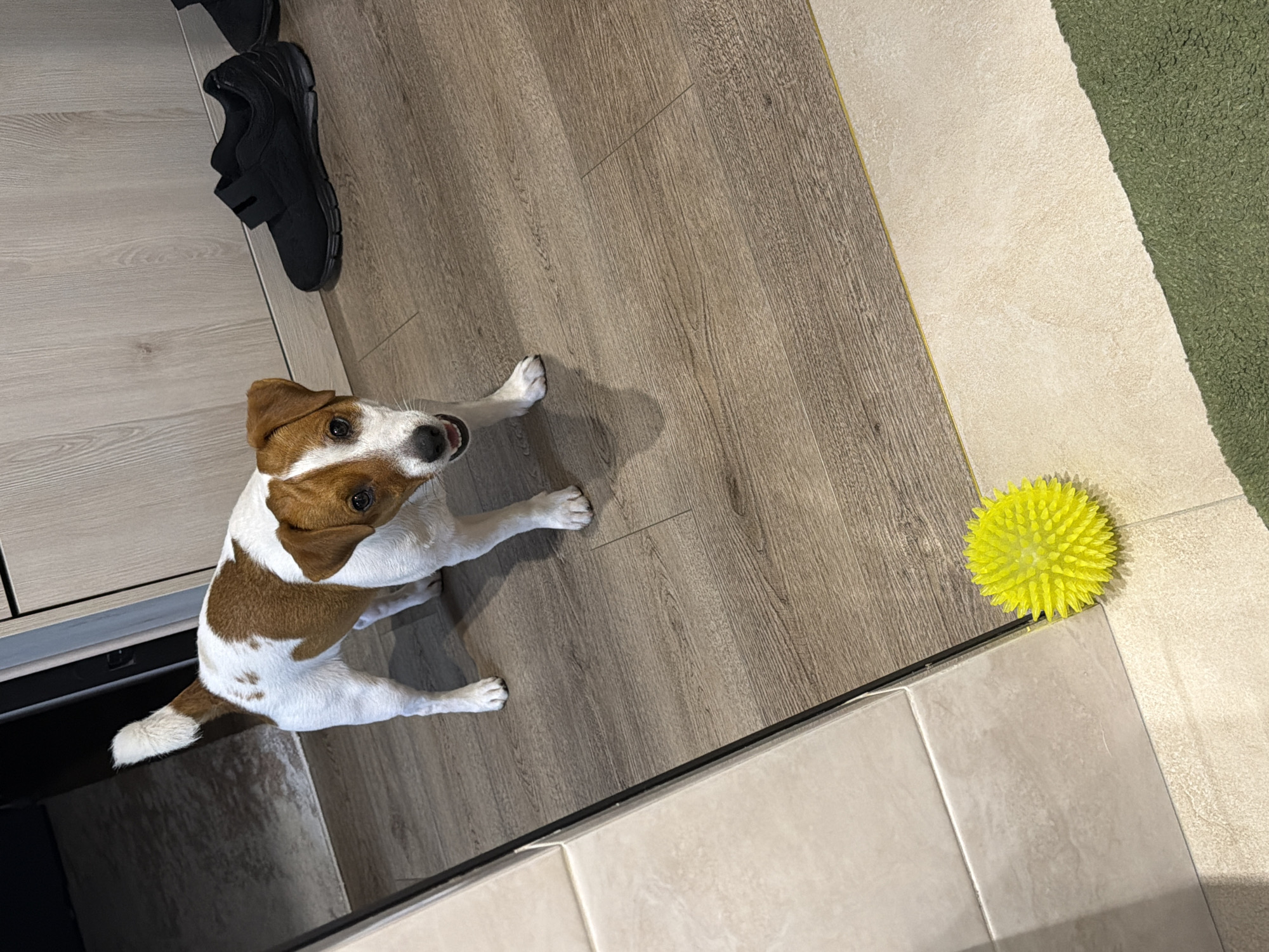 A Jack Russell Terrier is sitting on a wooden floor, looking up at the camera with its head tilted. It is mostly white with brown markings on its face and back. A bright yellow spiky ball is positioned on the floor to the right of the dog. In the background, a black shoe is visible on a lighter colored floor. The setting appears to be indoors, possibly a home, with different flooring materials suggesting a transition between rooms or areas. The lighting suggests it is daytime. The dog's expression is alert and curious. No text is visible.