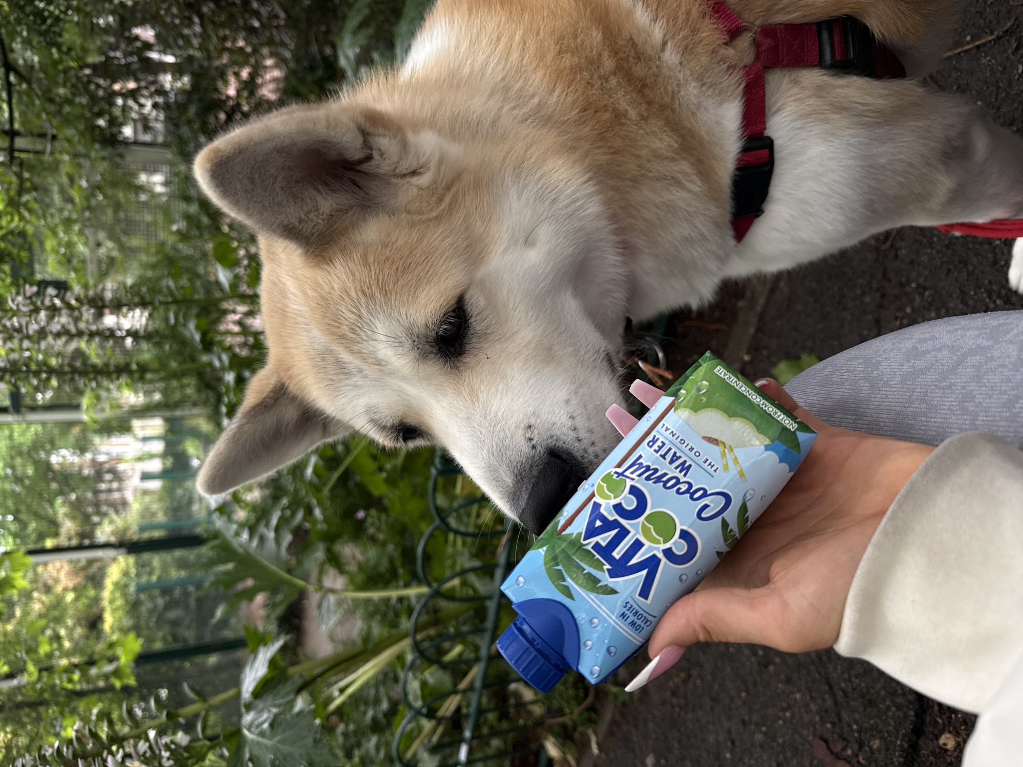 An Akita dog, with tan and white fur, is held close to a juice carton labeled "Vita Coco Coconut Water". The dog's nose is touching the carton, which is held by a person's hand. The person's hand has long, acrylic nails painted in a light pink and white ombre. They are wearing a white long-sleeved top and grey trousers. The dog is wearing a red harness. The background is blurred, showing green foliage and a dark, paved ground surface. This image was taken in the area of Hampstead Heath in London, United Kingdom.