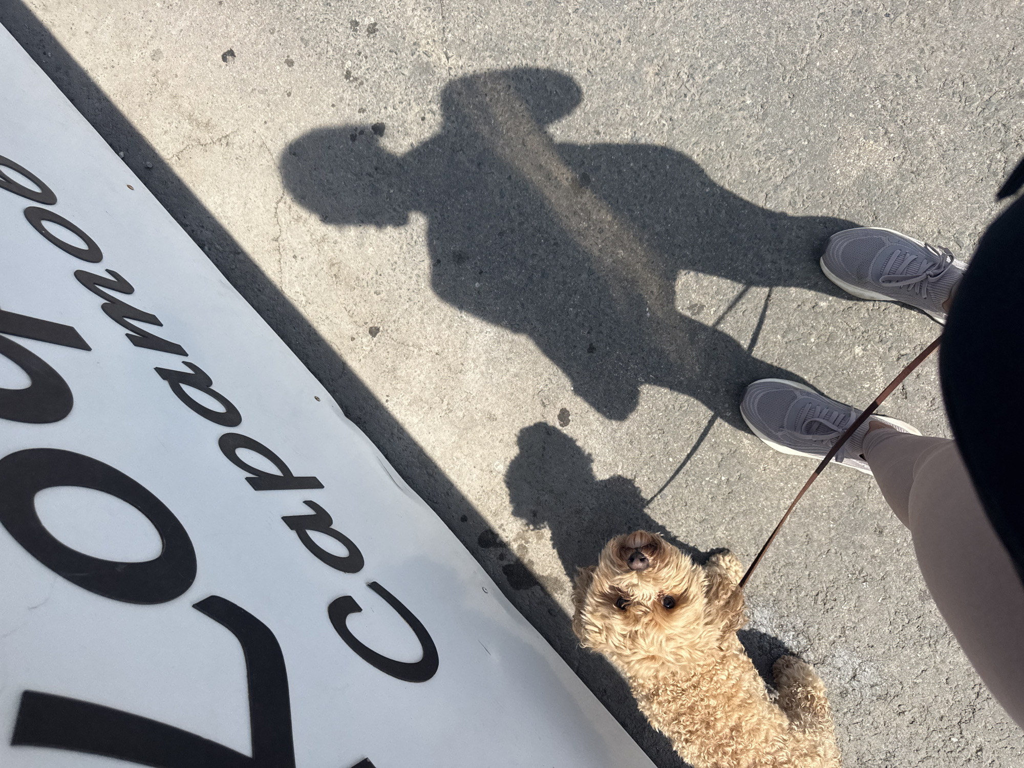 An overhead shot captures a person walking their dog on a sunny day. The pavement, speckled with dark debris, suggests an urban environment, possibly a sidewalk. To the left, a large white sign with bold black lettering, partially obscured by shadow, displays the word "CAPAMOBA" in cursive, hinting at a commercial establishment. The dog, a small, light-brown poodle mix, looks up at the camera, its leash held by its owner. The owner's shadow, elongated by the low sun, stretches across the pavement, revealing their legs and feet clad in grey athletic shoes. The overall scene is one of a casual, everyday moment in a city, with the sunlight casting sharp shadows and highlighting the textures of the ground and the dog's fur. The presence of the word "CAPAMOBA" on the sign might indicate the location is within Saratov, Russia, as this is a known business name in the city, although without further context, this cannot be definitively confirmed.
