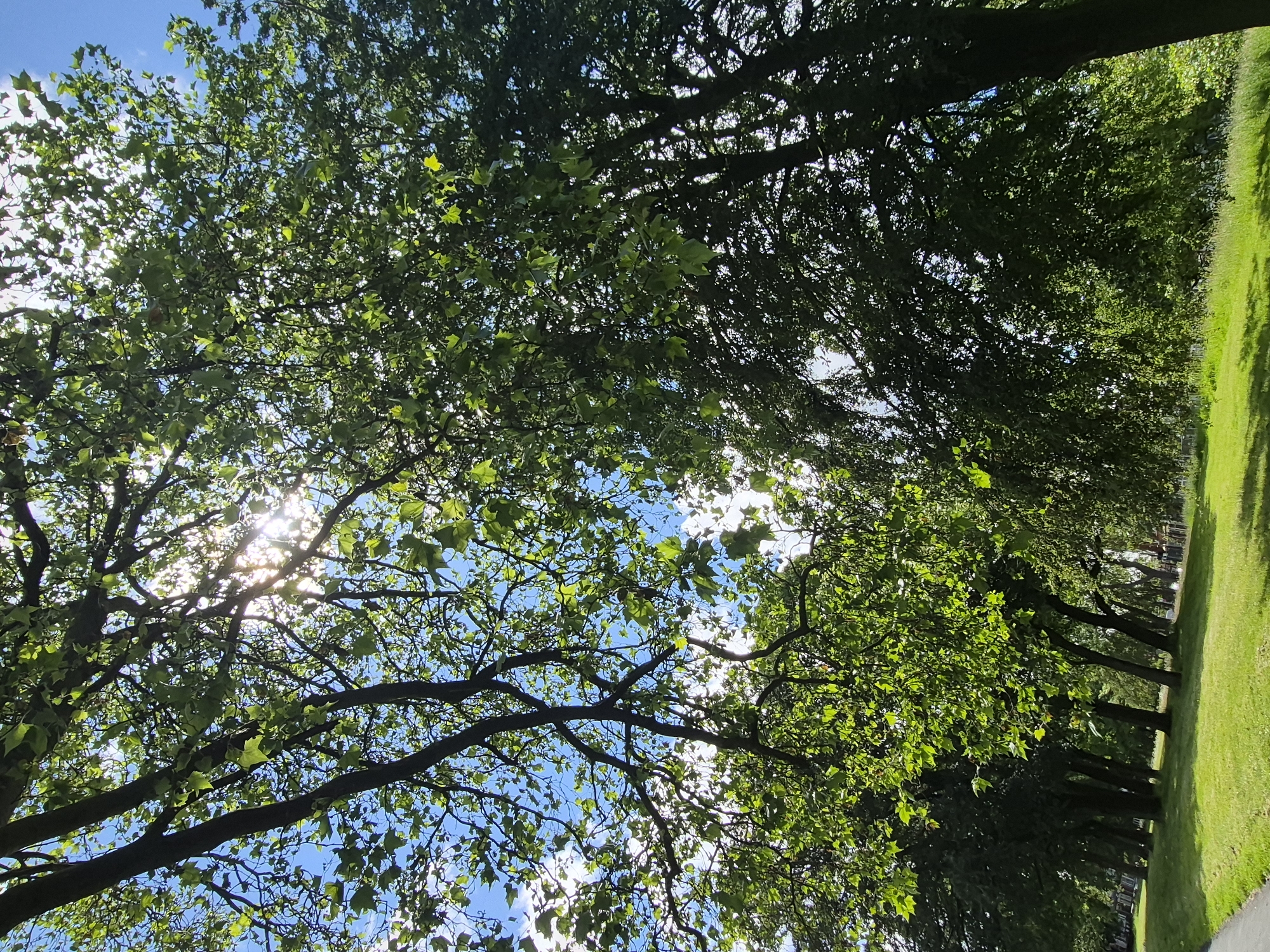The image shows a view looking up through the canopy of large, leafy trees on a sunny day. The sun is visible through the branches and leaves, creating lens flare and dappled light. The sky is blue with some white clouds. Below the trees, there is a well-maintained grassy area, a paved path on the left, and other trees in the distance. The overall impression is of a park or green space. This scene is likely located in the borough of Sandwell, United Kingdom, given the context provided. No people or specific actions are visible in the image.