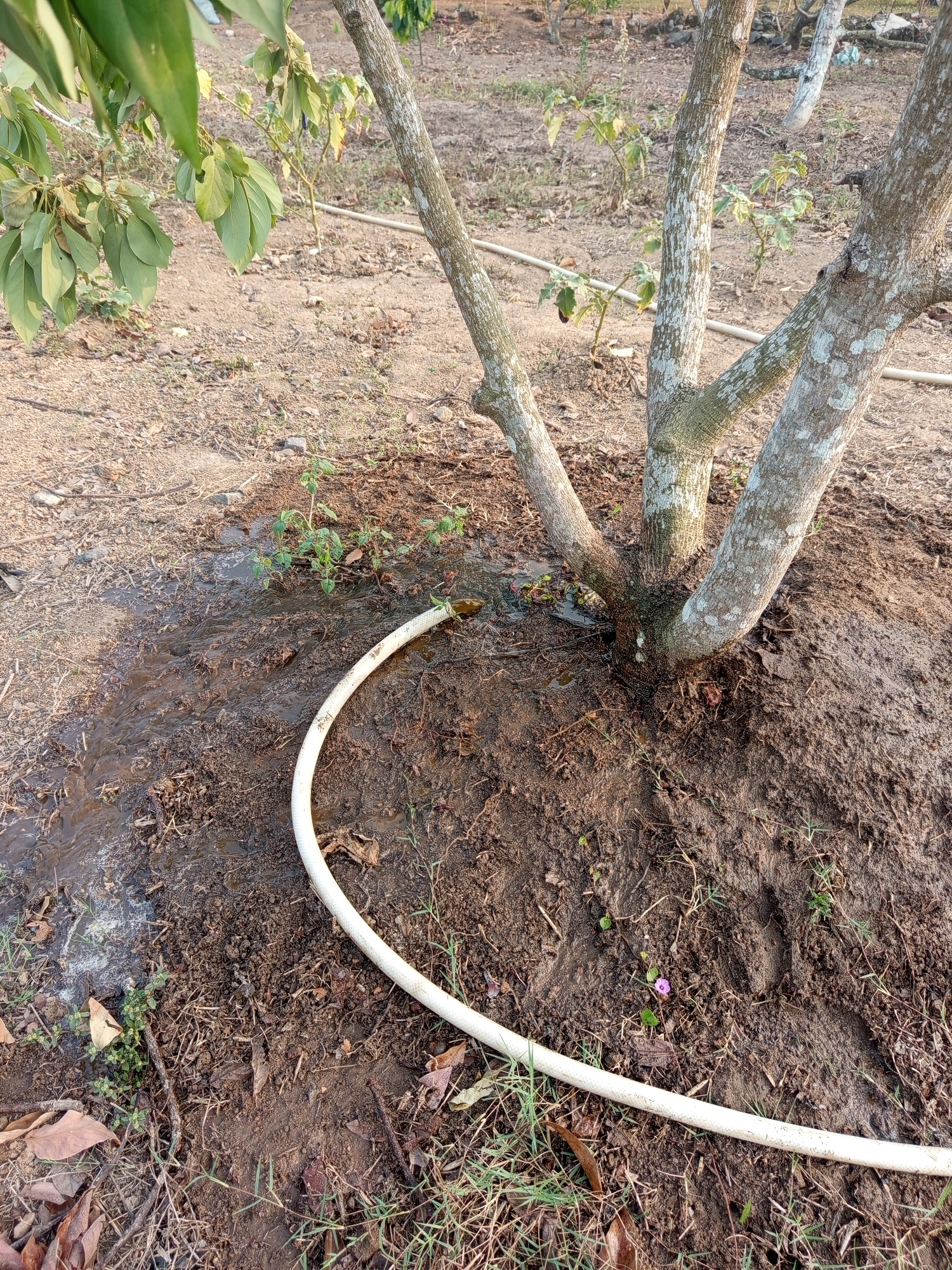 In Pulung Kencana, Indonesia, the image depicts a tree with multiple trunks that have rough, mottled bark. A white hose is positioned on the ground, curving from the foreground towards the base of the tree. Water is flowing from the hose onto the dark, wet soil surrounding the tree, forming a muddy area. In the background, the ground is dry and dusty with scattered dry leaves and twigs. Some smaller plants and trees are visible in the background, as well as a beige irrigation pipe running horizontally. The overall environment appears to be an outdoor agricultural or garden setting.