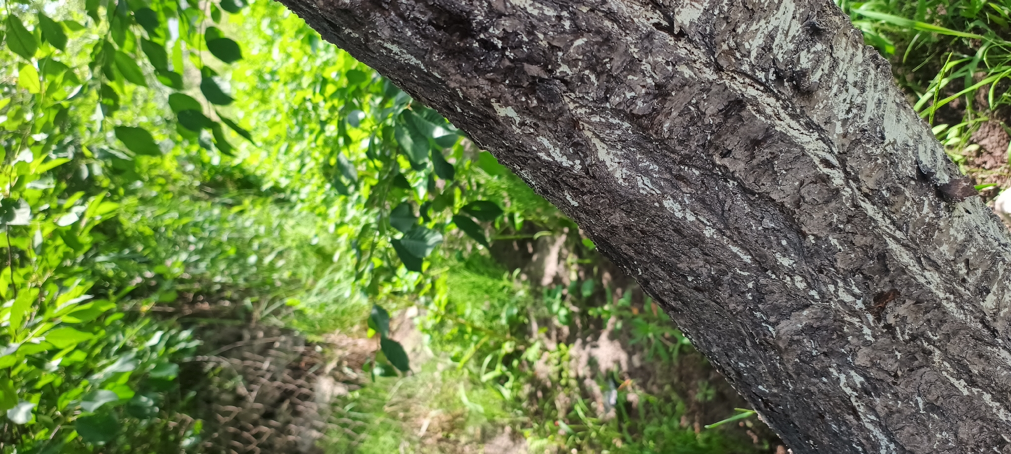 The image shows a close-up of the textured bark of a tree trunk. The bark is dark brown with lighter gray and white streaks running vertically. The trunk is positioned diagonally across the frame, occupying the lower right and extending towards the upper left. In the background, out of focus, is lush green foliage and vegetation, suggesting an outdoor, natural environment. The lighting appears to be natural sunlight, casting soft shadows. The scene is devoid of any human presence or man-made objects beyond what might be implied by the hint of a fence on the left side of the background. The image is a still photograph with no action or interaction depicted.