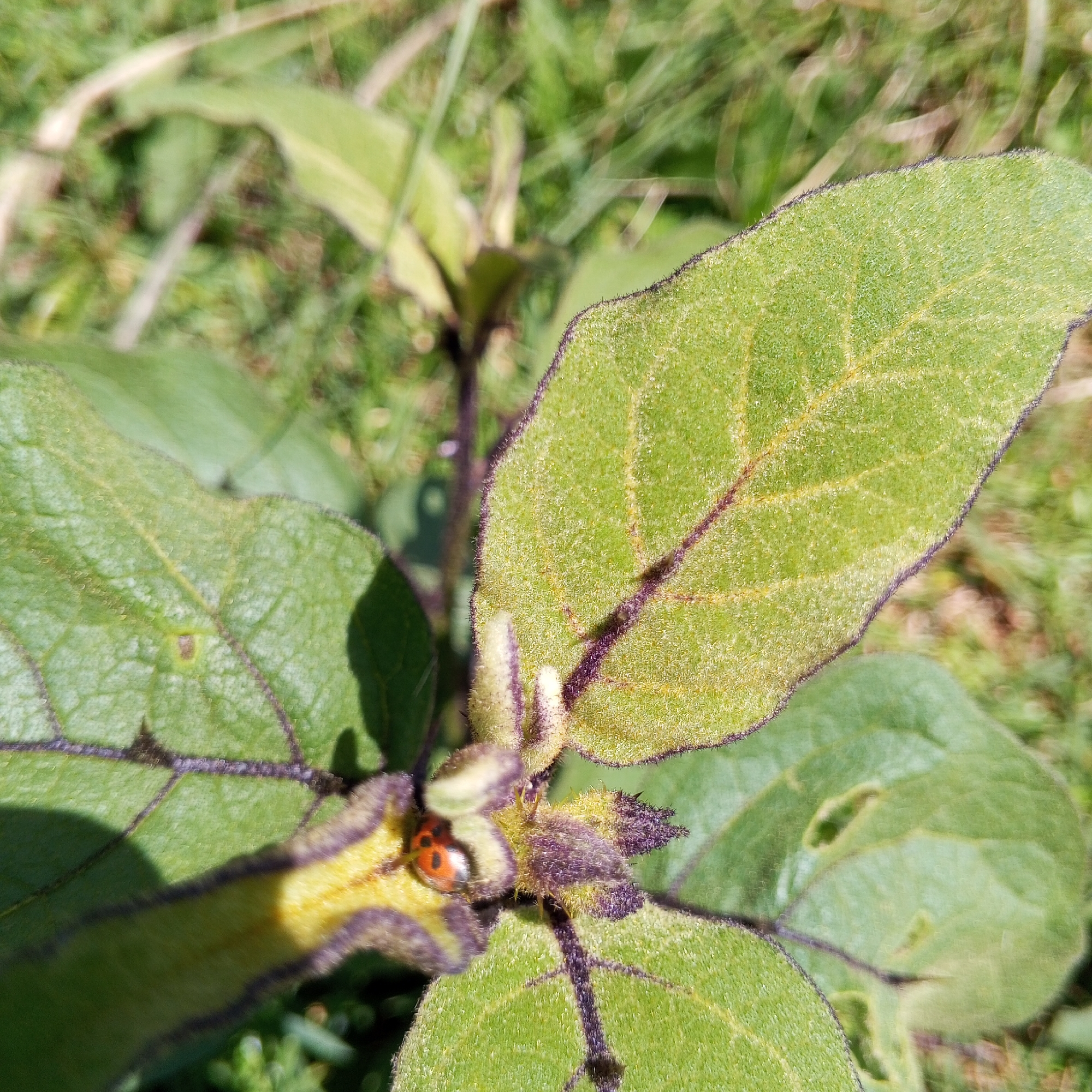 A close-up shot reveals a green, furry plant with purple accents. A ladybug is visible near the center of the plant. The background suggests a grassy outdoor environment. The location is Ihururu, Kenya.