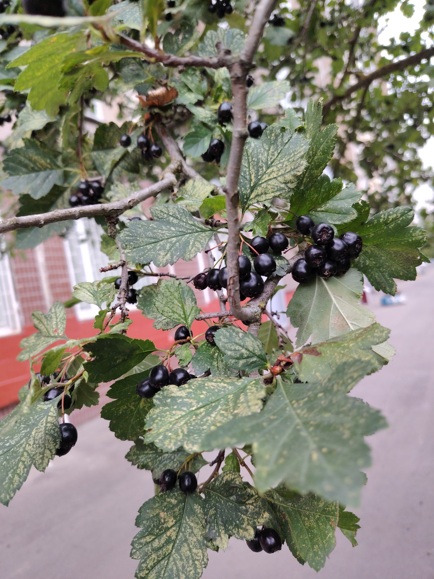 A close-up, eye-level shot captures a branch of a hawthorn tree laden with dark, ripe berries. The berries are clustered in groups and individually hanging from thin stems. The leaves are green with noticeable yellow mottling and serrated edges. The background is softly blurred, showing a hint of a building with red brick and white windows, suggesting an urban or suburban setting in Zelenograd, Russia. The overall lighting is even, indicating an overcast day. There are no people or animals visible in the frame.