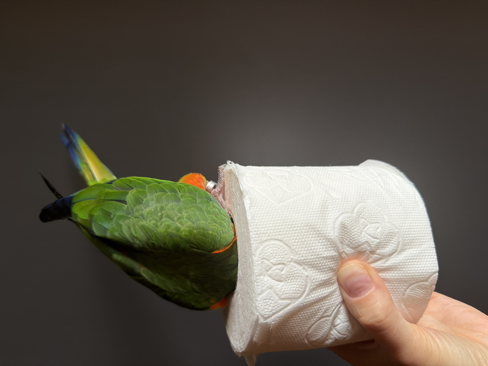 A person's hand holds a roll of white toilet paper against a dark gray background. A green and blue parrot with orange markings on its chest is perched upside down on top of the toilet paper roll, facing away from the camera. The parrot's tail feathers are visible and are a vibrant mix of yellow, blue, and green. The background is uniformly dark gray, suggesting an indoor setting with controlled lighting. The image is focused on the parrot and the toilet paper roll, with the hand providing support. No specific location in the city of Khimki, Russia, can be determined from the image.