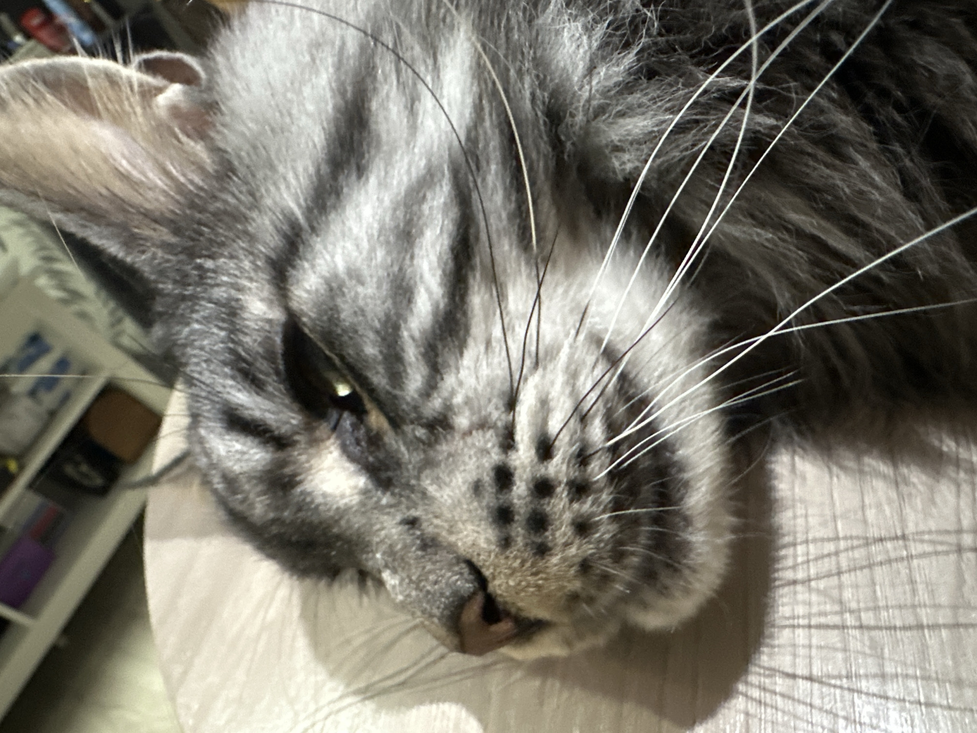A close-up, high-angle indoor photograph captures the right side of a silver tabby domestic cat's head and upper body, resting on a light-colored, textured surface. The cat exhibits distinct grey and black striped fur patterns, consistent with a tabby coloration, and prominent white whiskers emanating from its muzzle. Its right eye, partially open, reveals an amber-colored iris. The nose is pinkish-brown, and the ear is erect with visible tufts of fur. The cat's posture suggests a state of rest or drowsiness. The background is a blurred indoor environment, featuring indistinct shelving or furniture with various objects, including a purple item on the upper left and a brown item on the upper right, along with a thin white line extending vertically. The lighting originates from an unseen source, casting soft shadows. This scene is located in an indoor residential setting within the city of Chaikovsky, Russia.