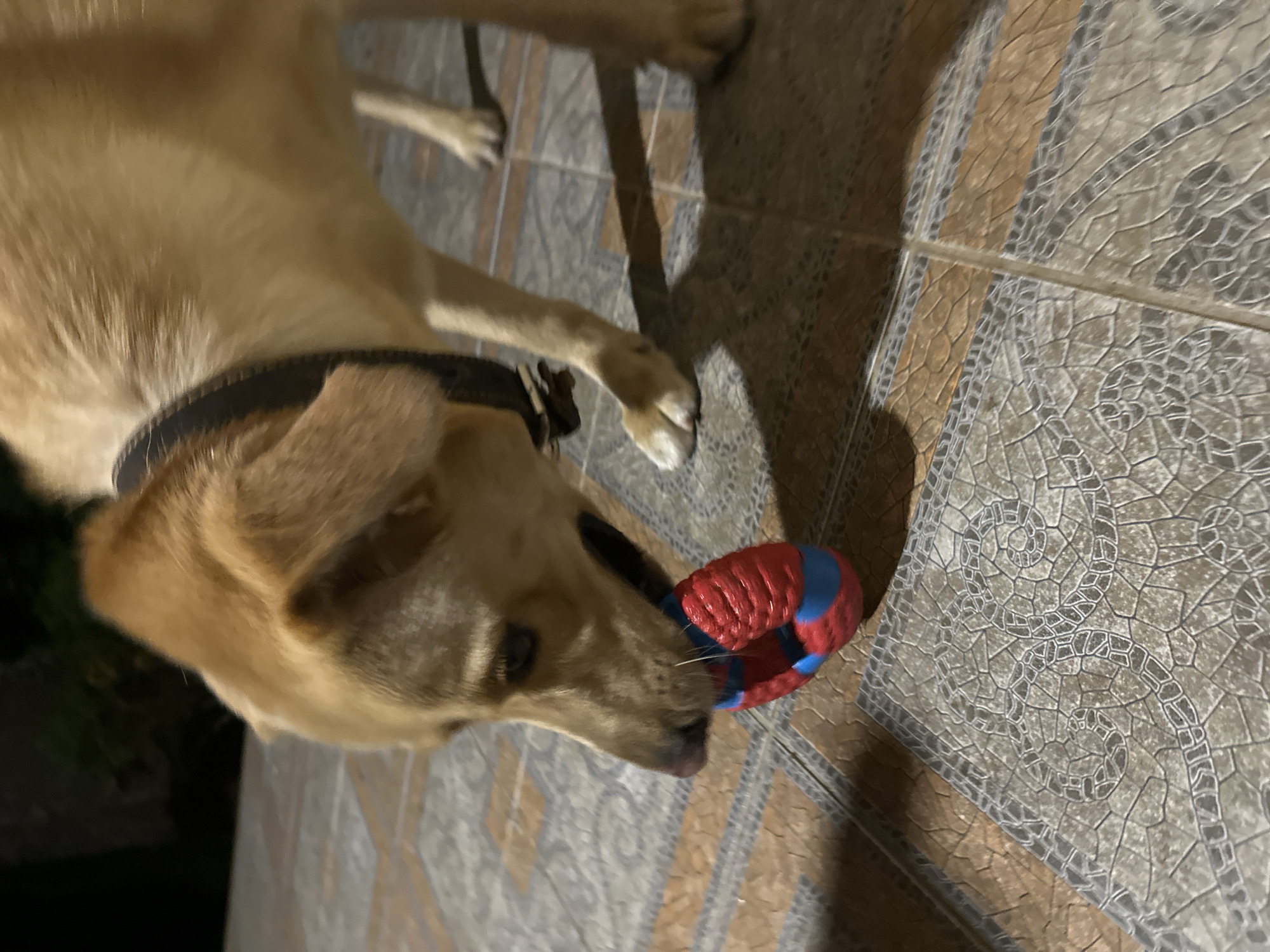 A medium-sized, light brown dog with a black collar is shown outdoors, chewing on a red and blue toy ring. The dog is standing on a tiled patio. The background is dark and out of focus, suggesting it is nighttime or evening. The tiles on the patio are a mix of earthy tones and grey, with some exhibiting a decorative, mosaic-like pattern. The image captures the dog from the chest up, with its head lowered towards the toy. No specific location in Sochi, Russia, can be determined from the visual information provided.