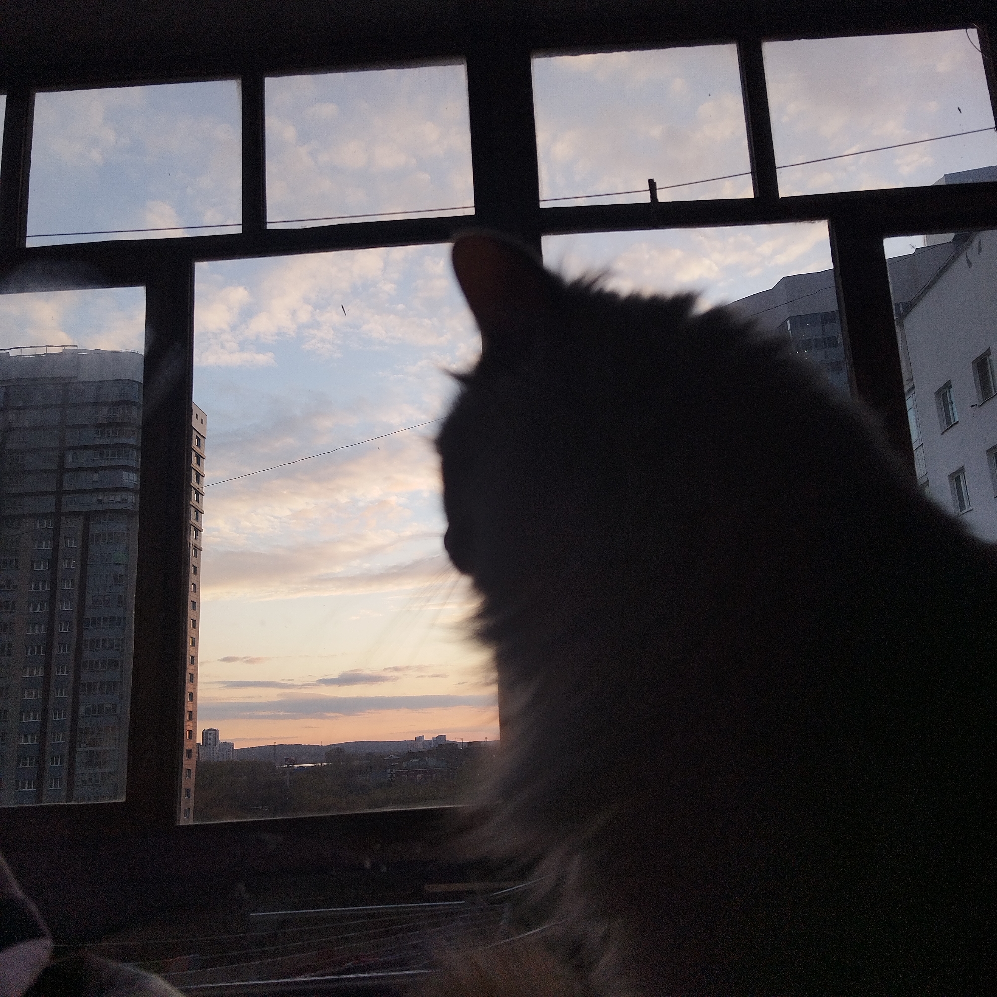 A domestic cat, seen in silhouette, is the prominent subject on the right side of the frame, with its head and upper body facing left, intently gazing out a window. The interior is dark, rendering the cat and the window frame as dark outlines against the brighter outdoor scene.
The window is divided into multiple panes by a dark grid-like frame. Outside, the sky displays a palette of soft blues, pinks, and oranges, indicating either sunrise or sunset. Wispy clouds are scattered across the sky, and subtle crepuscular rays are visible emanating from the horizon in the lower right pane.
The urban landscape visible through the window includes several buildings. On the far left, a tall, modern apartment building with many windows stands prominently. Further in the distance, other buildings and a distant natural horizon, possibly hills, are visible. A thin wire or cable runs horizontally across some of the windowpanes.
No text is visible in the image. The scene is set in Yekaterinburg, Russia.