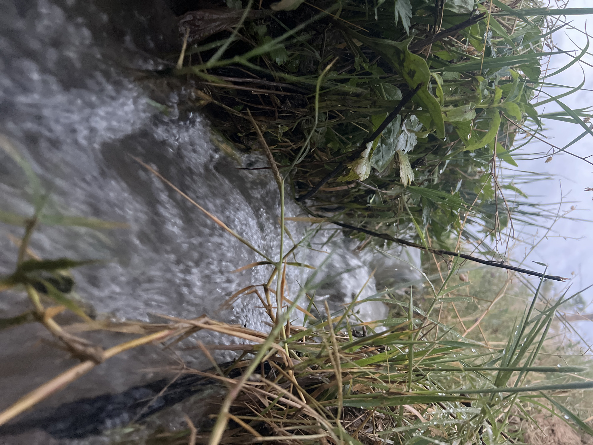 A shallow, narrow stream flows through dense green and dry grass and foliage under an overcast sky. The water is churning and appears to be moving quickly. The stream banks are covered in vegetation, some of which is still green and wet, indicating recent rainfall. In the background, the terrain rises slightly, with more vegetation visible. The scene is natural and appears to be in a rural or undeveloped area, consistent with the outskirts of Yusuphana, Uzbekistan. There are no people or man-made structures immediately visible.
