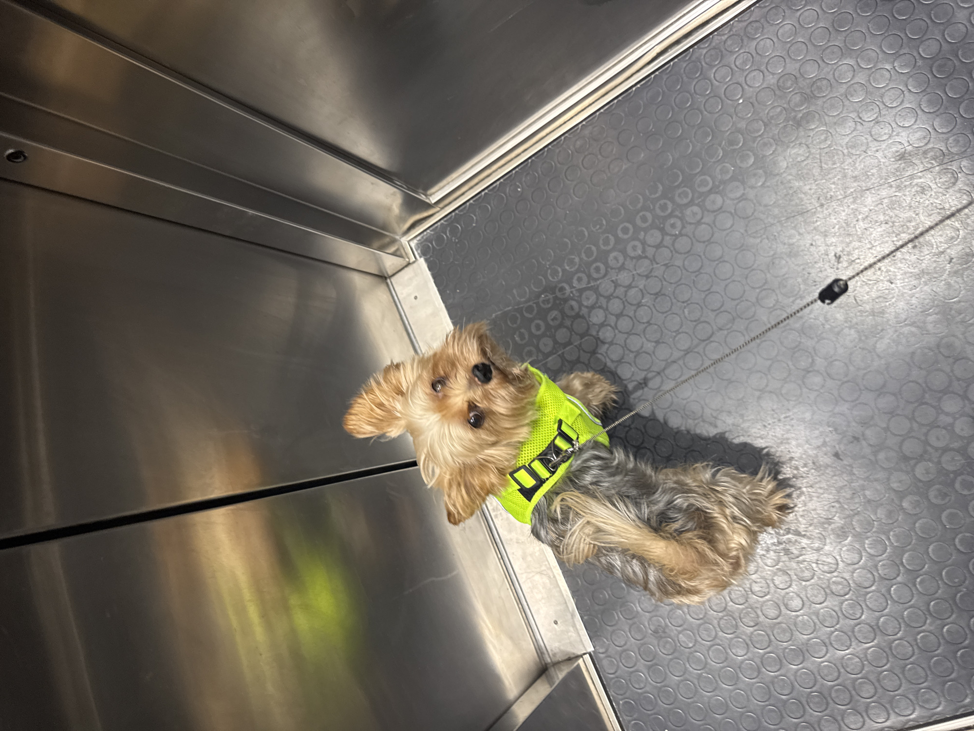 A Yorkshire Terrier is standing inside an elevator. The dog is wearing a neon yellow vest with black trim. The elevator has metallic walls and a textured grey floor. A thin leash is attached to the dog's vest and trails onto the floor. The dog is looking up towards the camera.