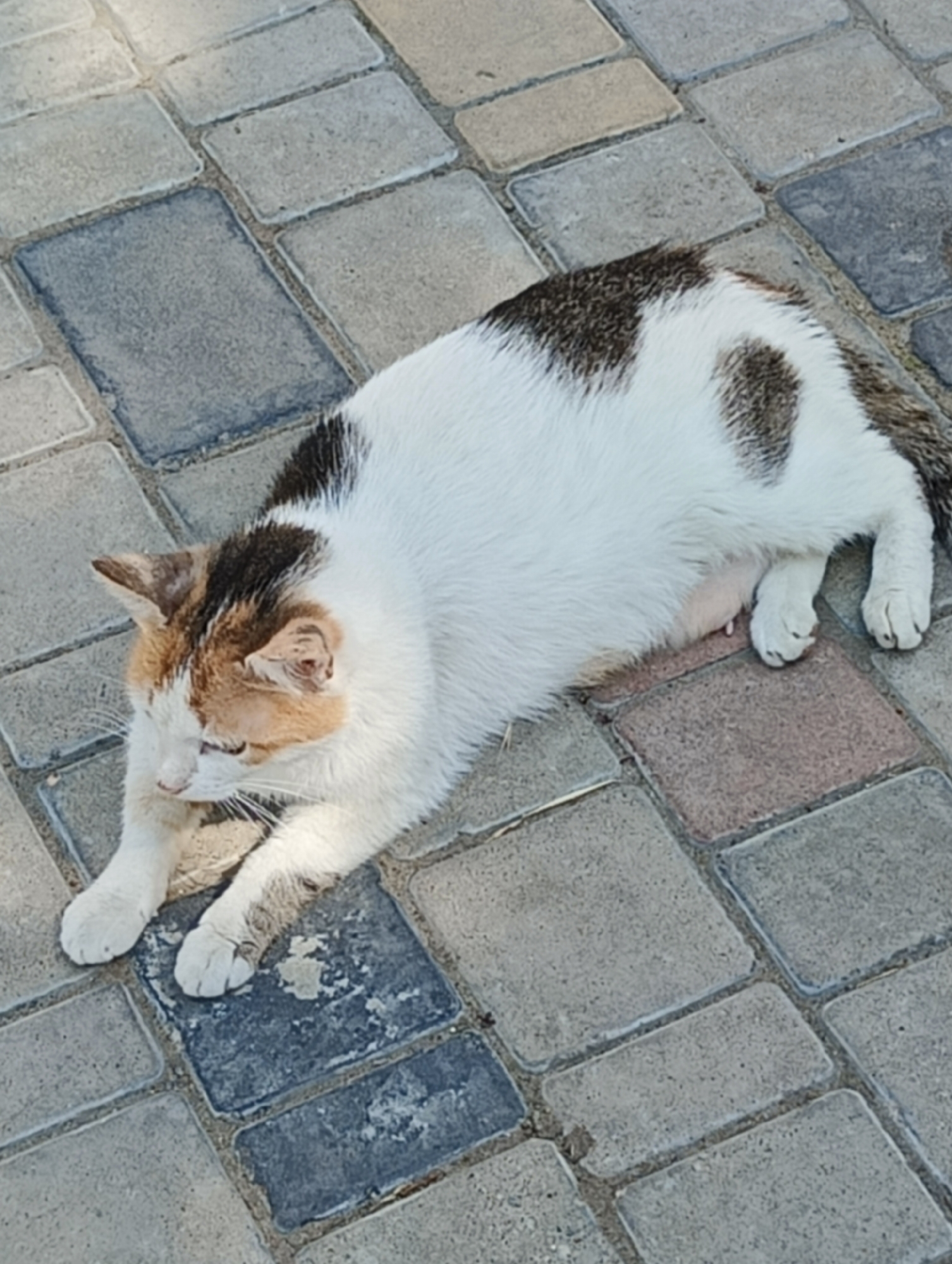 A calico cat is depicted lying prone on a paved surface in Maiaky, Ukraine. The cat exhibits a white base coat with irregular patches of dark brown/black and orange/tan fur. Dark brown patches are present on its back and the top of its head, while orange/tan markings are concentrated on its face, particularly around the eyes and ears. The cat's head is lowered and turned slightly to the viewer's right, with its front paws extended forward. A visible nipple on its abdomen indicates it is a female, likely lactating or having recently given birth. The ground beneath the cat is constructed from interlocking rectangular and square pavers, varying in color from light grey to dark grey, with some possessing faint reddish or blue undertones. Dirt and debris are visible within the grout lines between the pavers. The scene is illuminated by natural daylight.