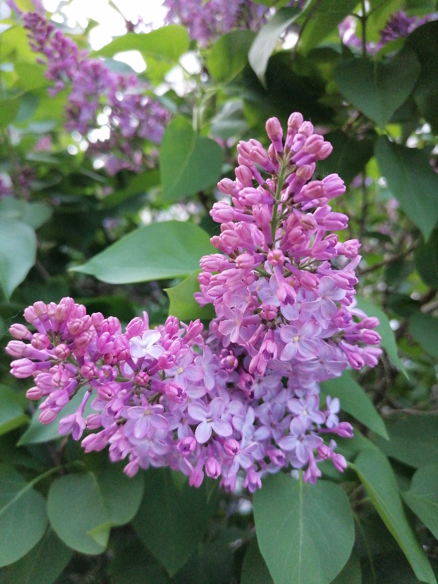 A close-up shot focuses on a cluster of lilac flowers in bloom, set against a backdrop of green leaves. The flowers display a gradient of color, transitioning from darker pink buds to lighter, open blossoms with delicate petals. The foliage is a mix of light and dark green, providing a contrasting background that accentuates the vibrant colors of the lilacs. The shot is framed tightly, emphasizing the texture and detail of the petals and leaves.