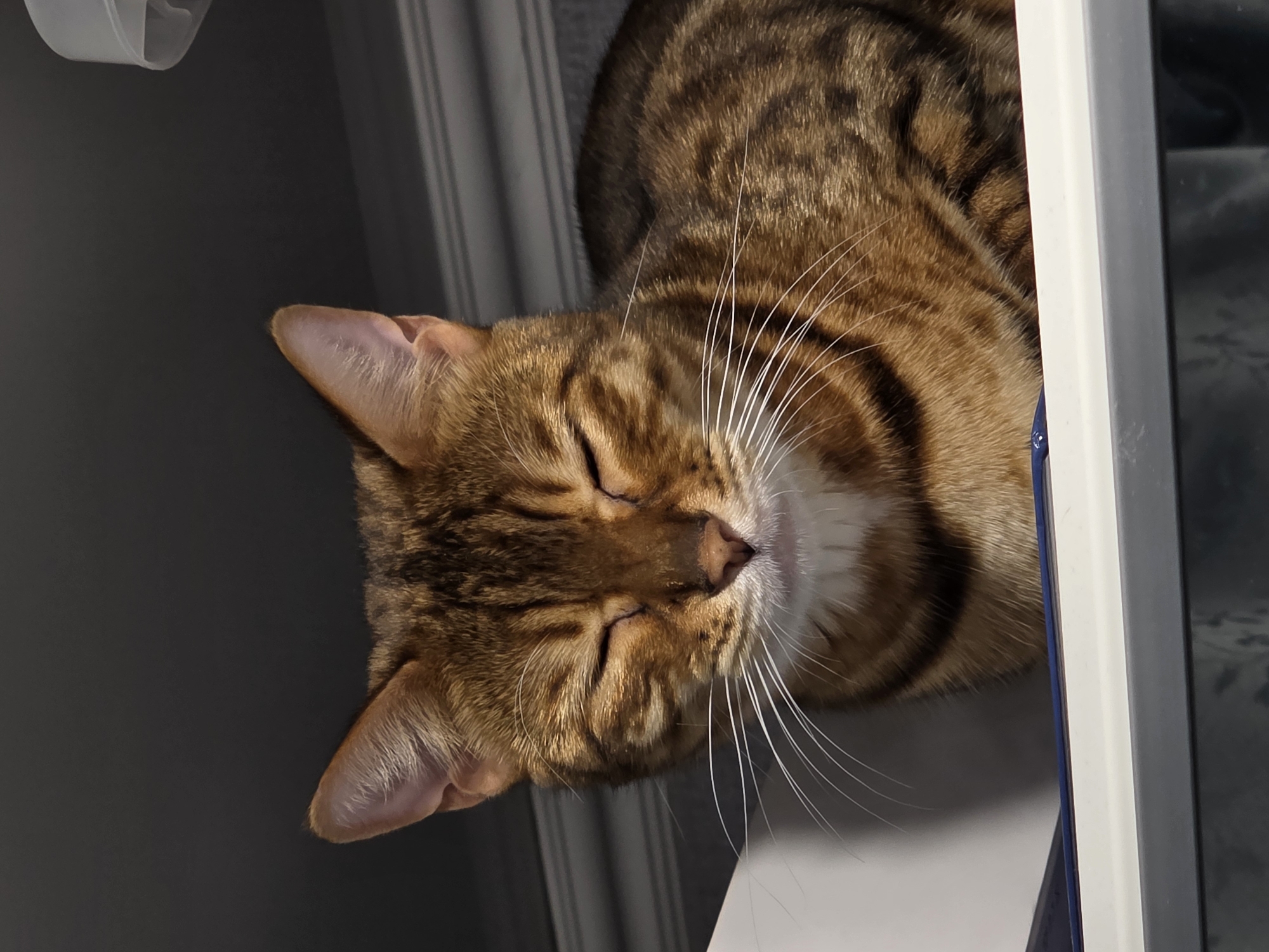 A Bengal cat is pictured with its eyes closed, appearing to be sleeping or resting. The cat has distinctive brown and black markings on its fur, characteristic of the breed. Its white whiskers are prominent against its darker fur. The cat is positioned on a surface that appears to be the top of a shelf or piece of furniture, with a dark background behind it, possibly a wall or ceiling. The lighting suggests an indoor setting, possibly at night or in a dimly lit room. The image does not depict any specific location within the city of Сокуры, Russia, as no identifying landmarks or contextual elements are present. The scene is a close-up portrait of the feline.