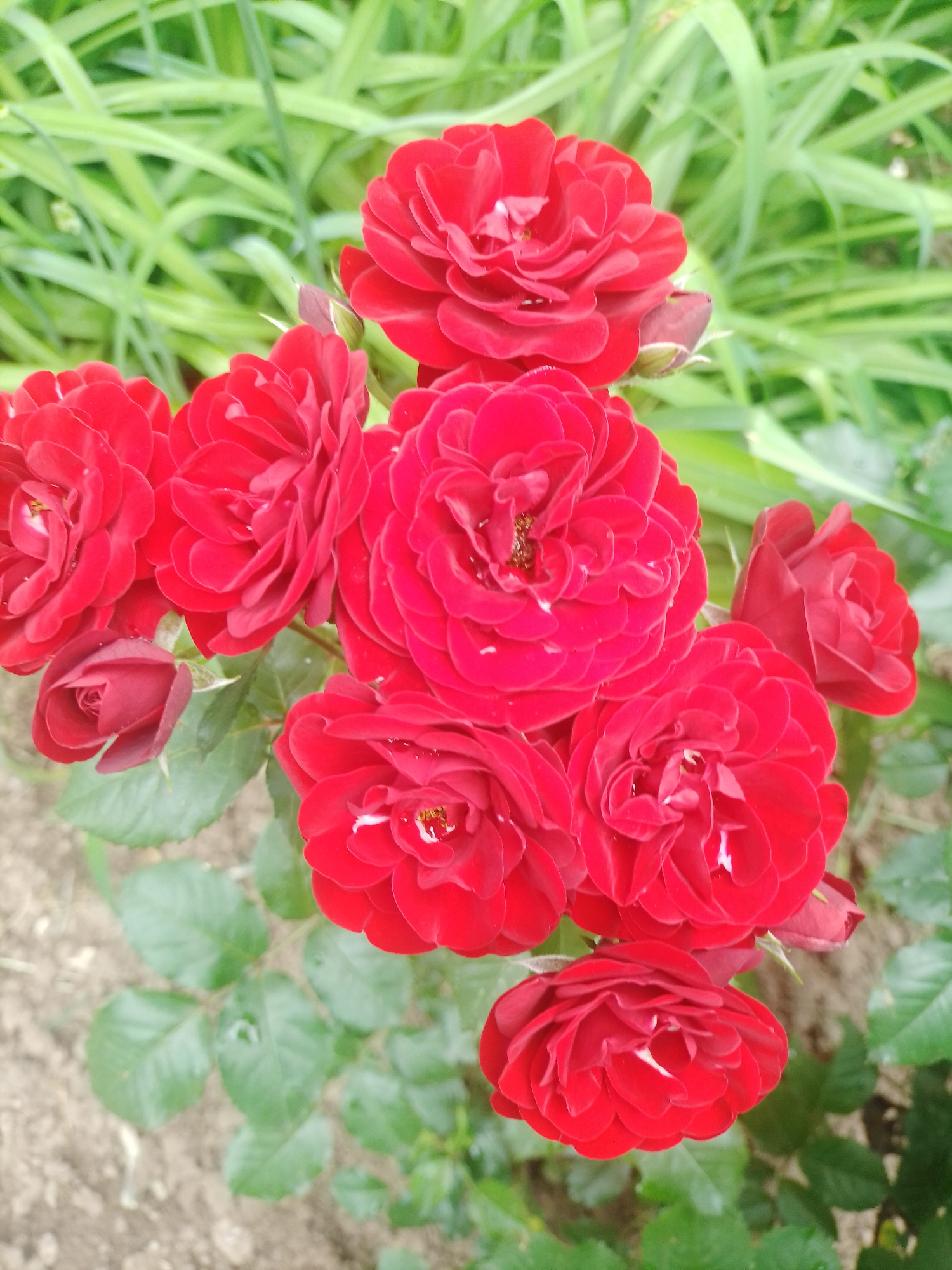 A cluster of vibrant red roses in full bloom is the central focus of this outdoor, ground-level shot. The roses, some partially opened and others tightly furled, display a rich, velvety texture with delicate water droplets on their petals. They are set against a backdrop of lush green foliage, some of which appears to be taller grass or other garden plants, suggesting a natural or cultivated garden setting. The ground beneath the roses is a mixture of soil and scattered leaves. The image evokes a sense of natural beauty and is likely from a garden or park in Poltava, Ukraine. There are no people or animals visible in the frame.