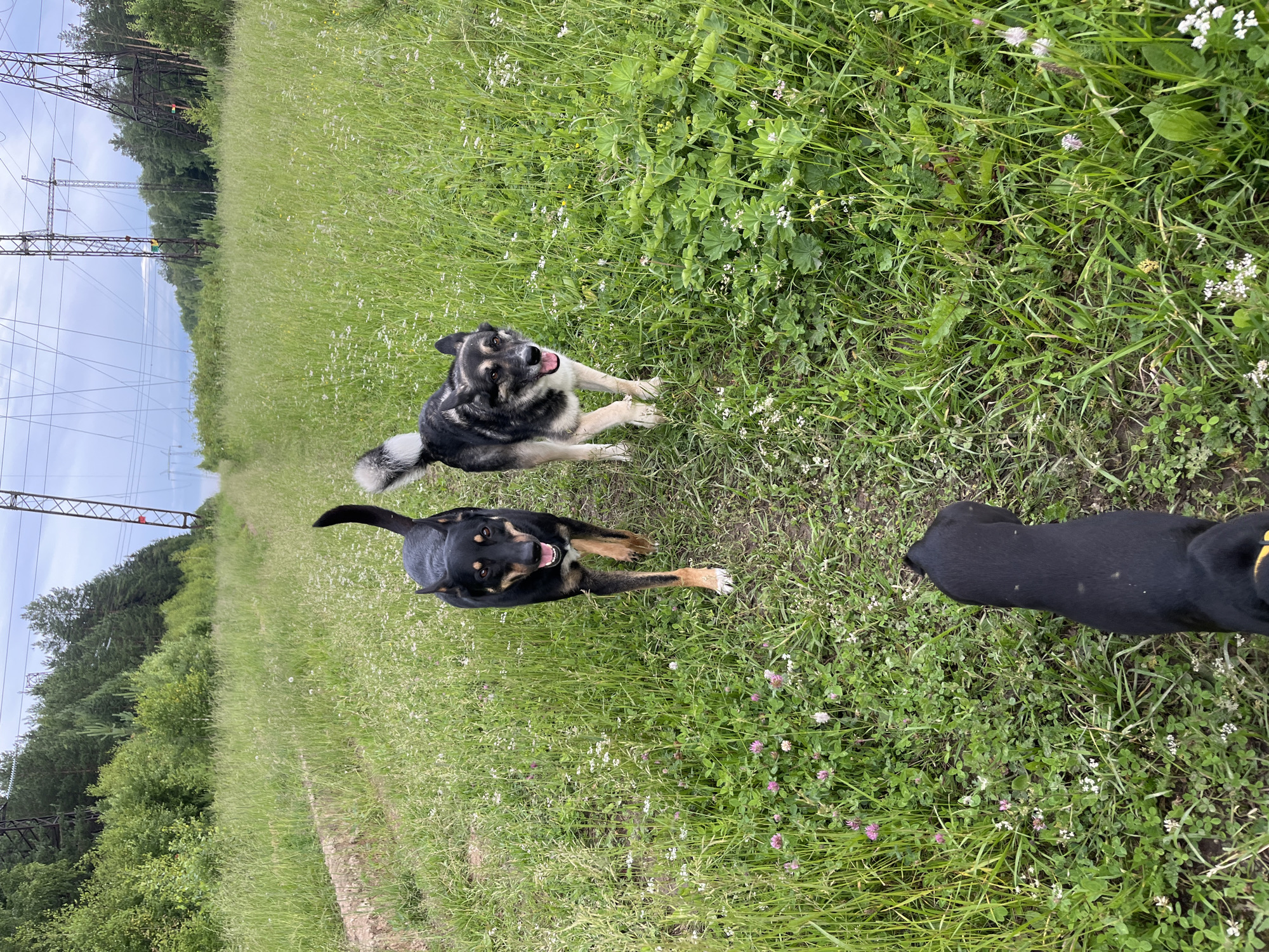This image depicts three dogs in a grassy field. Two dogs, a black and tan canine and a husky-like canine, are walking towards the viewer. A third, black dog is visible from behind, also walking towards the viewer. The environment is a natural landscape with tall grass, clover, and small white flowers. In the background, there are trees and power lines, suggesting a rural or semi-rural setting. The sky is overcast. This scene could be located in the outskirts of Nizhny Tagil, Russia, where such natural areas with power line corridors are common.