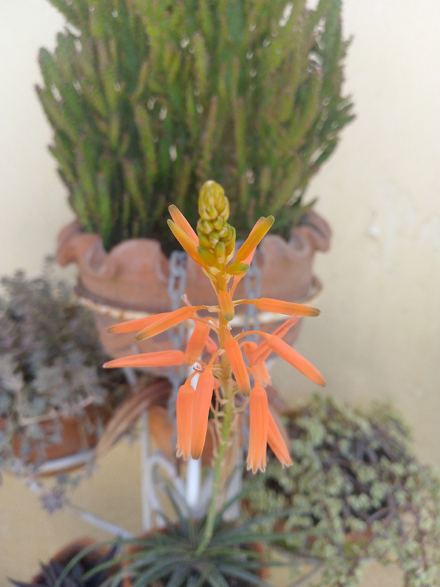 In Tinaquillo, Venezuela, a close-up shot focuses on an orange aloe vera flower stalk. The stalk is vibrant and features multiple tubular, orange blossoms, some of which are unfurled while others remain closed buds at the top. The background is blurred but reveals several potted plants. To the left, a large, green, succulent-like plant with many upright stems is visible in a terra cotta pot. To the right and in the foreground, a trailing succulent plant with small green leaves is present. The overall setting suggests an outdoor garden or patio environment.