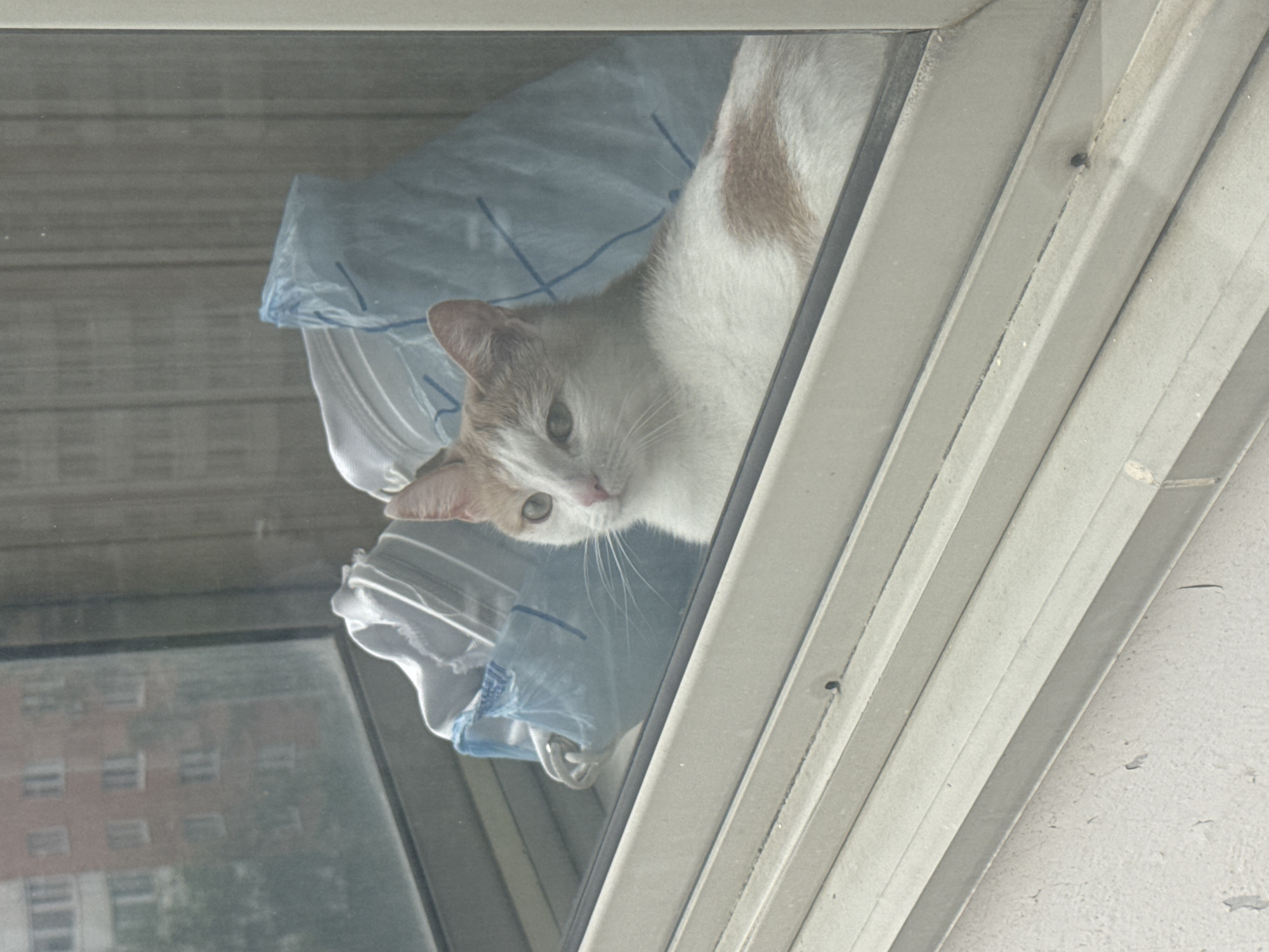 A calico cat with orange and white fur is lying by a window. The cat is looking to the left with its head slightly tilted. Behind the cat, there are two blue plastic bags and a white fabric. Through the window, the reflection of a building can be seen. The window frame is light gray and appears to be made of metal. The exterior wall below the window is painted white and shows signs of wear.