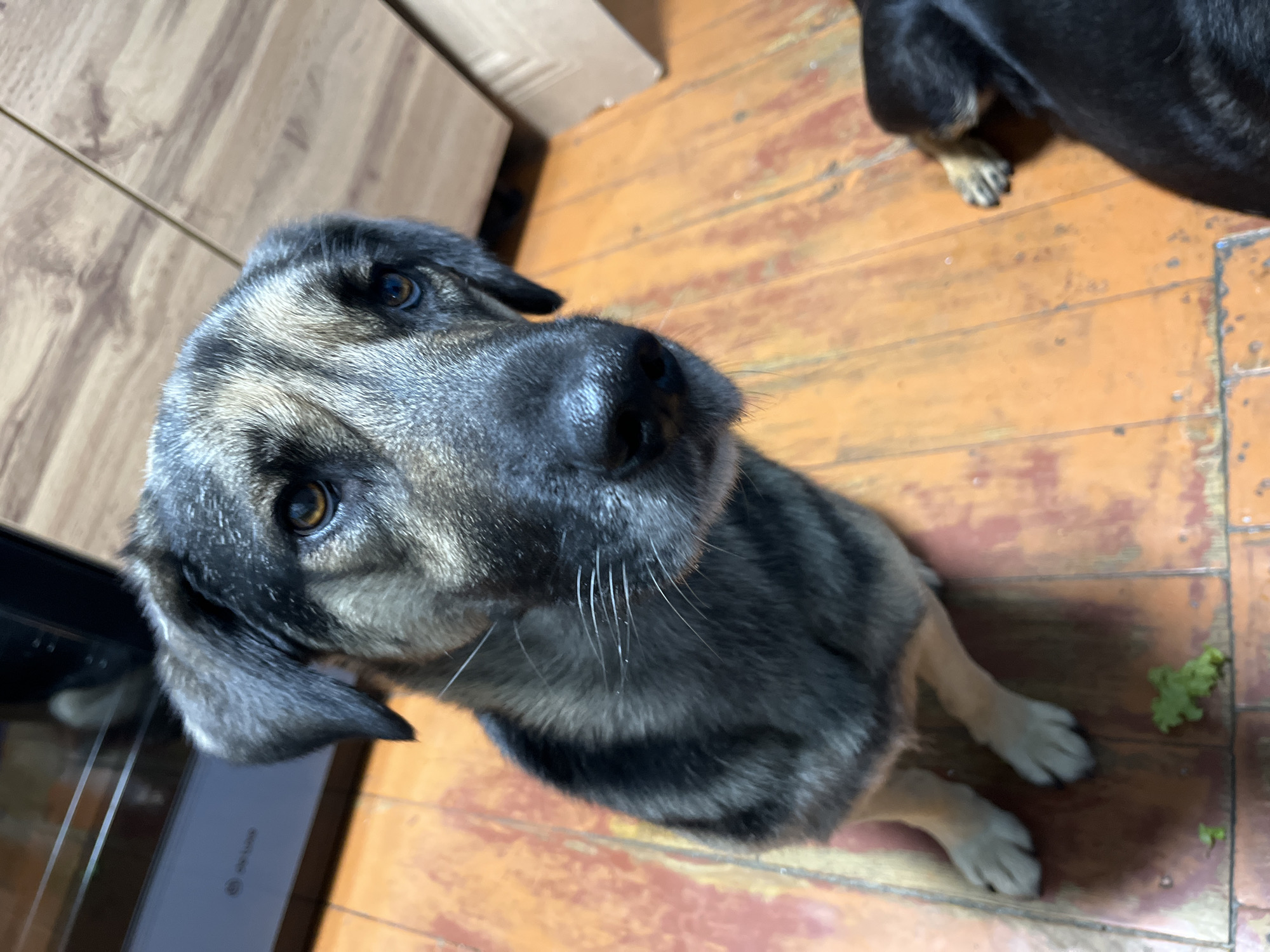 An adult German Shepherd dog is sitting on a wooden floor, looking up at the camera. The dog's fur is a mix of black, grey, and tan. Its ears are floppy, and its eyes are brown. In the background, there is a black appliance, possibly a stove or refrigerator, and a wooden cabinet. Another dog, mostly black, is lying on the floor to the right of the frame. A few pieces of green lettuce are scattered on the floor near the first dog's paws. The scene appears to be indoors, in a residential setting. The specific location in Nizhny Tagil, Russia, cannot be determined from the image alone.