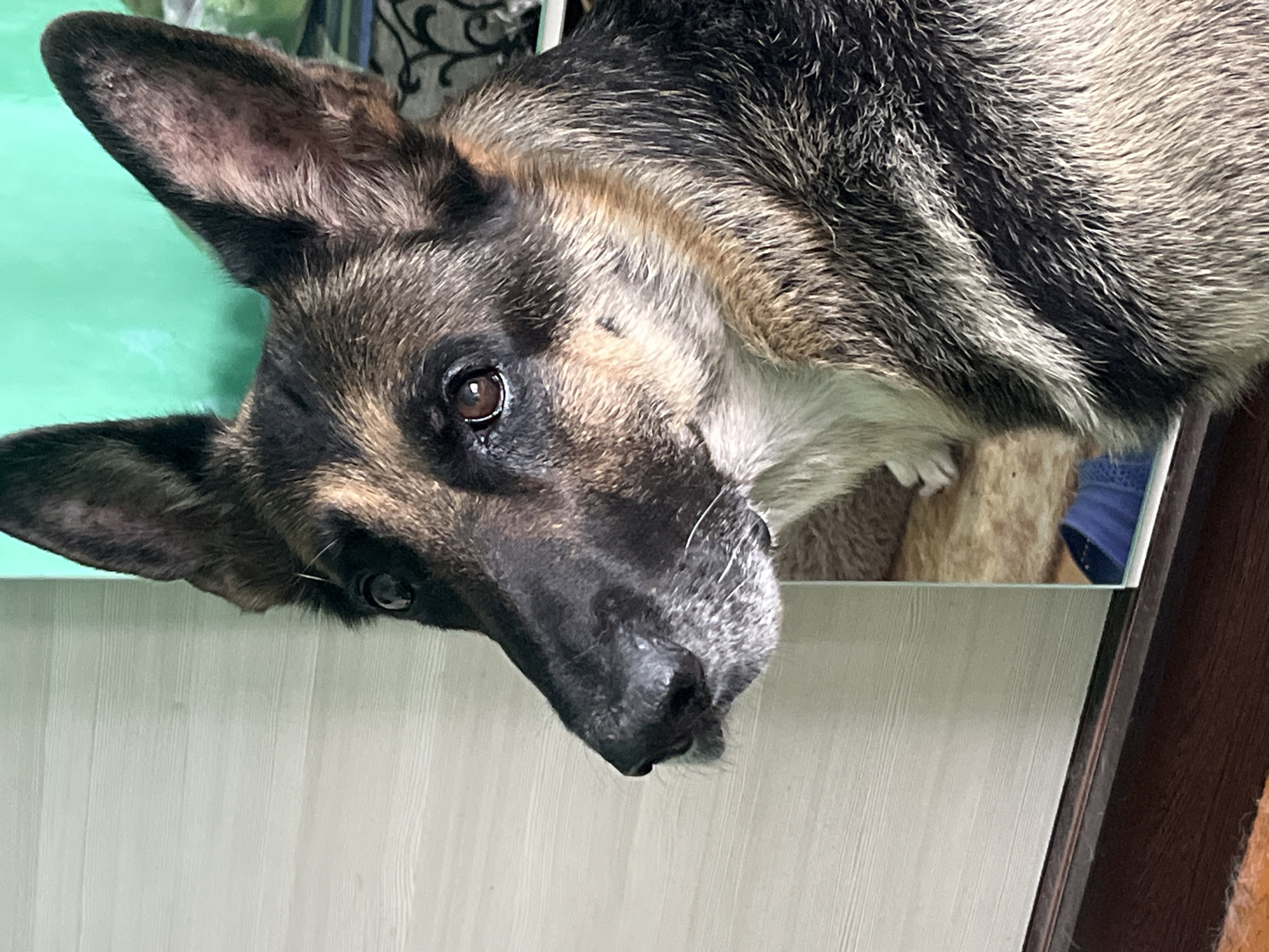 The image shows a close-up of a German Shepherd dog's head, facing left. The dog has dark brown and tan fur, with expressive brown eyes and large, erect ears. The background is out of focus, but appears to include a light-colored wall or cabinet on the left, a bright green surface behind the dog, and a reflection in a glassy surface that reveals a blue sock and what looks like a rug. The lower part of the image shows a wooden floor and a portion of an orange rug. The scene does not contain any identifiable landmarks or elements that would indicate a specific location in Nizhny Tagil, Russia.