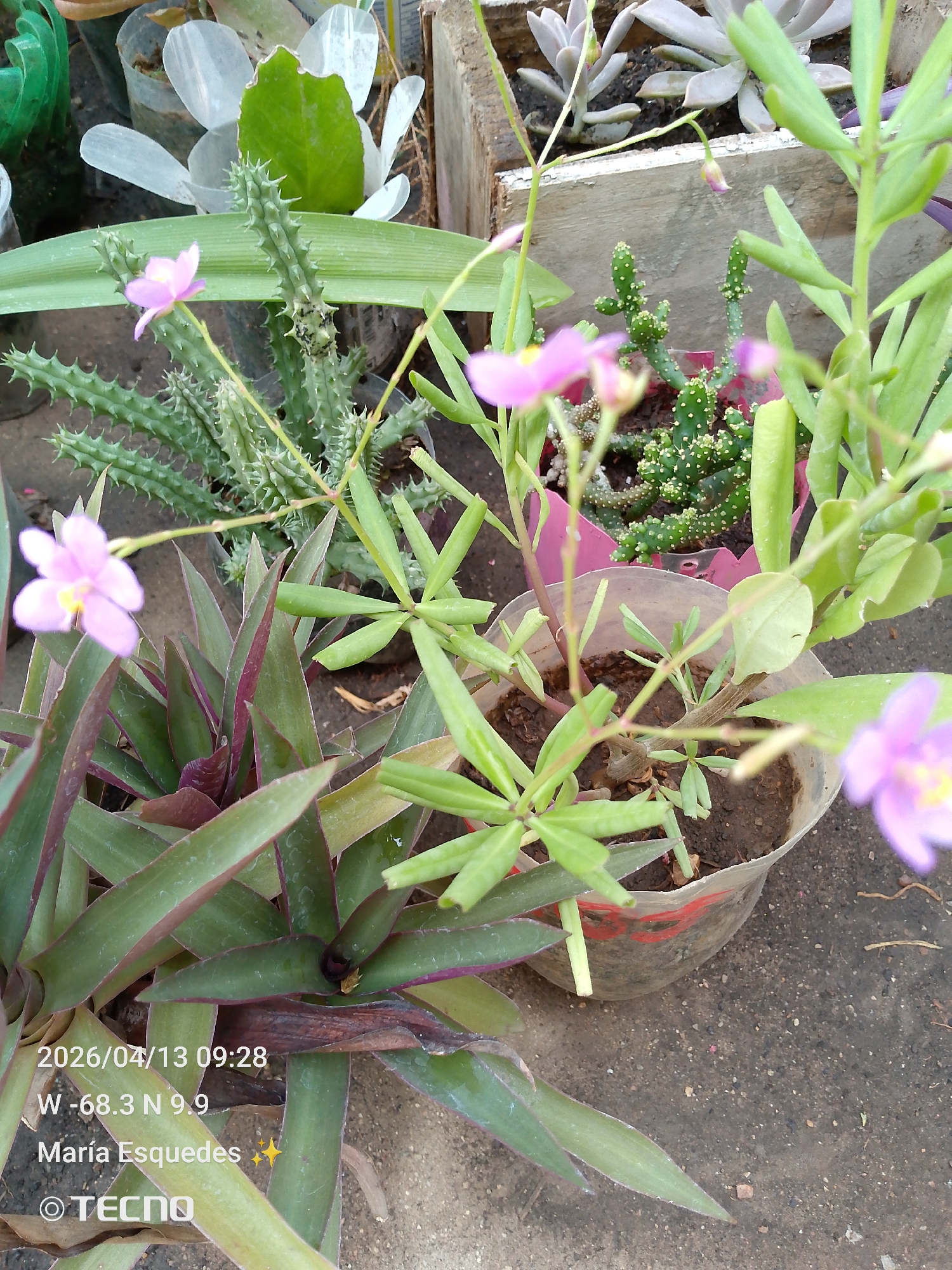 The image, taken in Tinaquillo, Venezuela (as suggested by the coordinates), shows a collection of potted plants. Visible are:
* A plant with purple and green striped leaves (Tradescantia zebrina).
* A cactus with spiky protrusions.
* A plant with small, light green leaves and small pink flowers (likely Talinum paniculatum or Jewels of Opar).
* Other succulents, including one with white fleshy leaves and another cactus.
The plants are in various containers, some appearing to be recycled plastic bottles. The surface beneath the pots is a grey, concrete-like material. The image includes a date and time stamp (2026/04/13 09:28), as well as the photographer's name (María Esquedes) and the device used (Tecno).