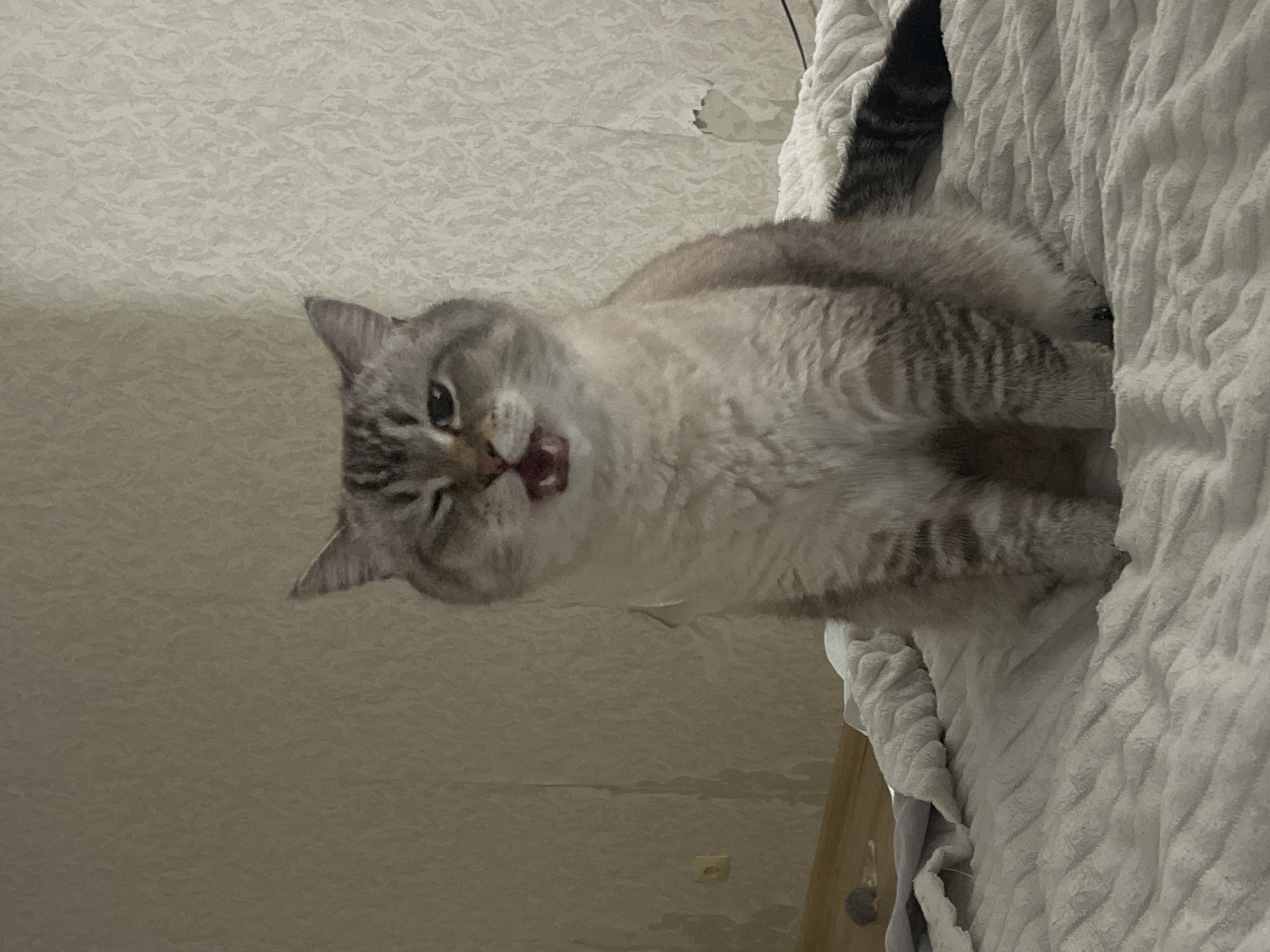A light-colored cat with tabby markings is sitting on a white textured blanket in a room. The cat is facing the camera with its mouth open, as if yawning or meowing. One eye is partially closed. The background shows a textured, light-colored wall with some damage and a light switch. A wooden floor and some items, including a gray spherical object that could be a toy mouse, are visible in the lower left corner. The scene appears to be indoors, likely in a residential setting in Votkinsk, Russia.