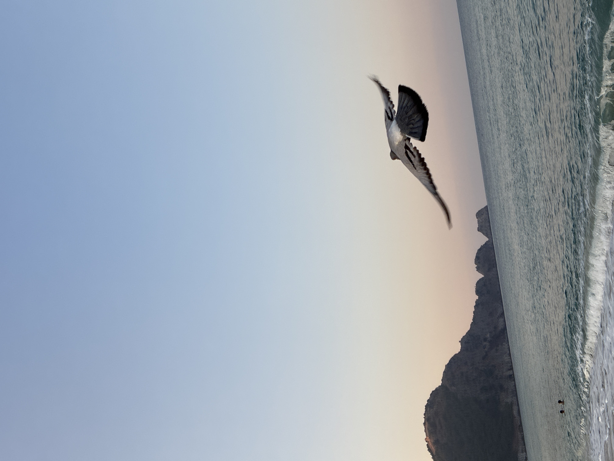 The image captures a pigeon in mid-flight above the turquoise waters of the Mediterranean Sea, with the coastline of Alanya, Turkey, visible in the background. The sky transitions from a pale blue at the top to a soft orange and pink hue near the horizon, suggesting either dawn or dusk. The sea is calm, with gentle waves lapping at a sandy beach. Two indistinct figures are visible in the water near the shore, possibly swimming or wading. A prominent mountain range with steep cliffs forms the backdrop, characteristic of Alanya's natural landscape. The pigeon, with its wings spread, is the focal point of the image, captured in motion against the vast expanse of the sky and sea.