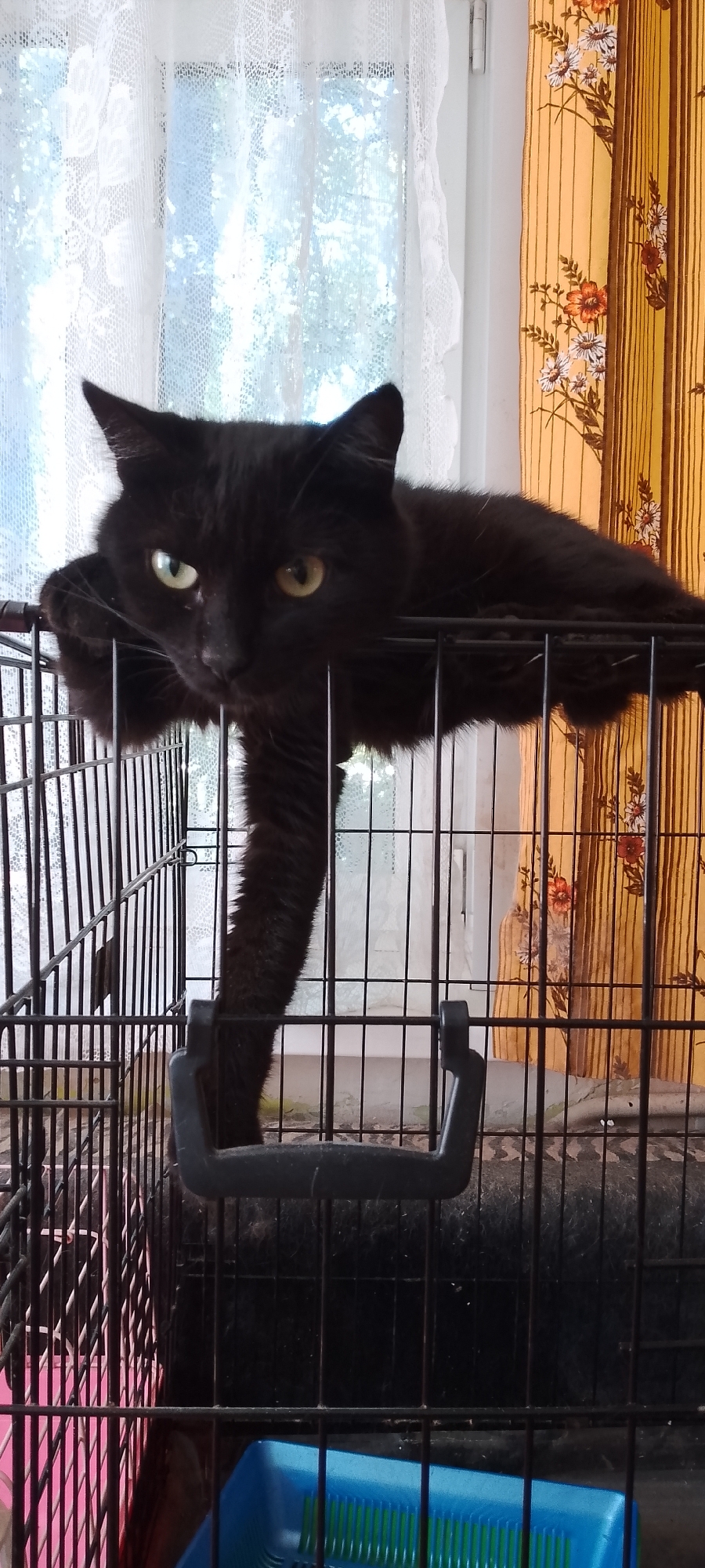 A black cat is lying on top of a black metal pet carrier. The cat is positioned with its front paws draped over the edge of the carrier, and its body extends backward. Its head is turned to the left, and its yellow eyes are open and looking forward. The carrier is set against a background of a window covered by white lace curtains and a yellow curtain with a floral pattern. The overall scene suggests an indoor domestic setting.