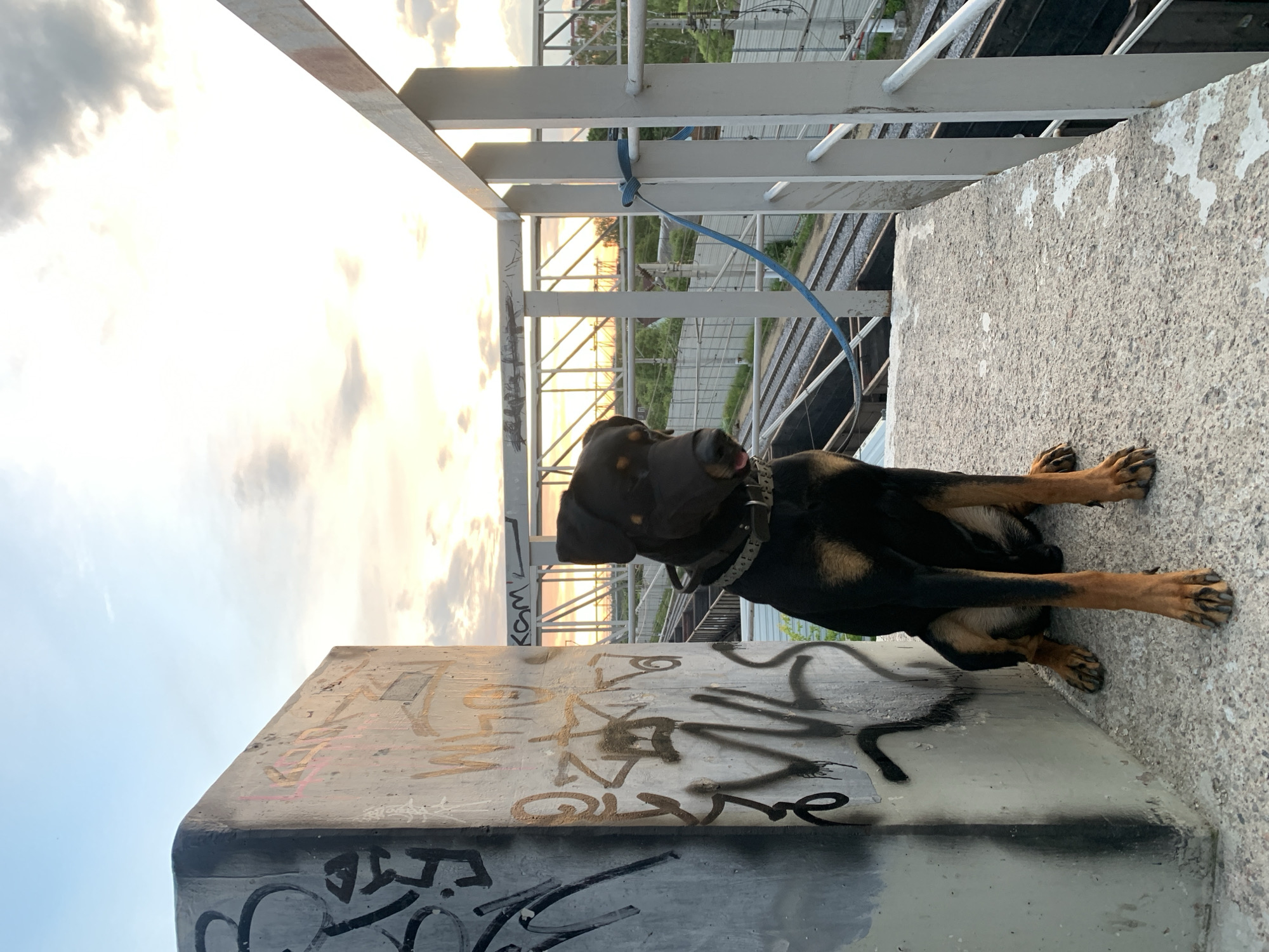 A large black and tan dog with a grey collar sits on a concrete ledge next to a graffiti-covered concrete pillar. The dog faces right, with its mouth slightly open and tongue visible. A blue leash is tied to a white railing behind the dog. In the background, train tracks run below a bridge structure under a cloudy sky at sunset. The scene appears to be an urban environment.