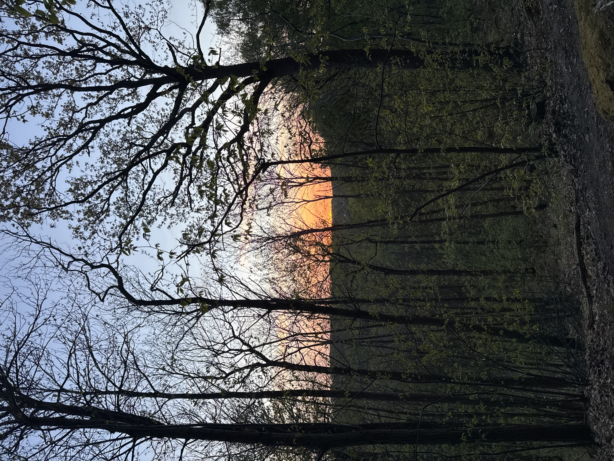 The image displays a serene forest scene captured during either sunrise or sunset, viewed from a low angle. The primary subjects are numerous trees, appearing mostly as dark silhouettes against the sky.
In the foreground and midground on the left side of the frame, intricate networks of bare branches dominate, suggesting the dormant state of winter transitioning to spring. Some trees, however, show nascent signs of life with small, light green leaves just beginning to bud. The branches crisscross against a soft, pale blue sky.
Towards the center and right side of the image, a vibrant glow from the setting or rising sun pierces through the trees. The sky transitions from a brilliant orange and reddish-pink at what appears to be the horizon line, fading into softer yellows and pale blue further up. This strong backlighting creates dramatic silhouettes of the tree trunks and branches in front of it.
Further to the right, the forest appears denser and darker, with the trees and undergrowth cast in deep shadows of green and brown, with minimal direct sunlight reaching this area. A dark, textured surface, possibly a dirt path or ground covered in leaves, is visible on the far right edge of the frame.
The overall impression is one of tranquility and natural beauty. The time of day is clearly either dawn or dusk, with the warm hues of the sun contrasting with the cool sky and shadowed forest. The presence of both bare branches and budding leaves indicates early spring. No people, objects other than trees and ground, or visible text are present in the image. The location context provided is Bures-sur-Yvette, France.