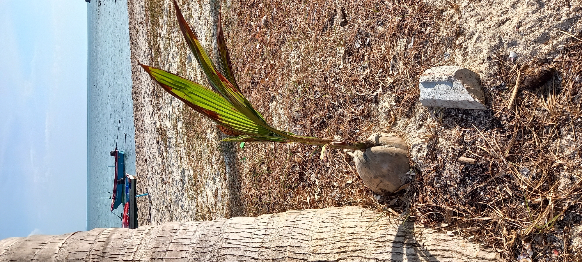 The image captures a vibrant beach scene, looking out towards a calm sea under a bright, clear sky. In the immediate foreground, the textured bark of a large tree trunk, likely a palm, extends across the lower portion of the frame. The sandy ground is covered with patches of dry, brown grass and scattered debris, including a light-colored concrete block.
The central subject is a young coconut palm sprout, growing directly from a fallen coconut that rests on the sand. Its several fronds are primarily green, though some show hints of reddish-brown at their tips, indicating new growth or sun exposure. The sprout emerges from the coconut, firmly rooted in the sandy earth.
In the mid-ground, the tranquil, light-blue ocean stretches horizontally, meeting the sandy beach. Two colorful longtail fishing boats, one predominantly red and blue and the other blue, are moored in the shallow water near the shore, suggesting local fishing or transport activities. The horizon is flat and hazy, blending the light blue of the sea with the pale blue of the sky, which shows only a few faint clouds.
The scene is bathed in bright daylight, evident from the strong shadows and clear visibility, indicating a sunny day, likely midday or early afternoon. The overall impression is one of a peaceful, tropical coastal environment, typical of Thong Sala, Thailand, as provided by the location context. No people or visible text are present in the image.