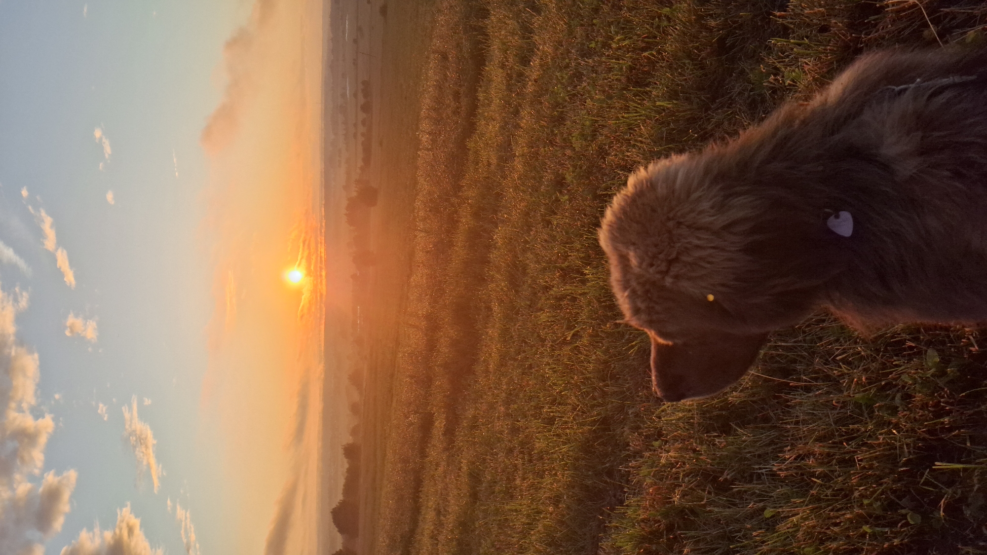 The image depicts a brown dog with a fluffy mane sitting in a grassy field, looking towards a sunrise. The sun is low on the horizon, casting a warm orange glow across the sky and the landscape. Wispy clouds are scattered across the upper portion of the sky. In the background, a hazy landscape of trees and fields stretches out, suggesting a rural or semi-rural setting. The dog is positioned in the foreground, with its back to the viewer and its head turned to the side, seemingly observing the sunrise. A heart-shaped tag is visible on its collar. The overall mood of the image is serene and peaceful, capturing a moment of quiet contemplation in nature. The location is described as Unknown, Russia.